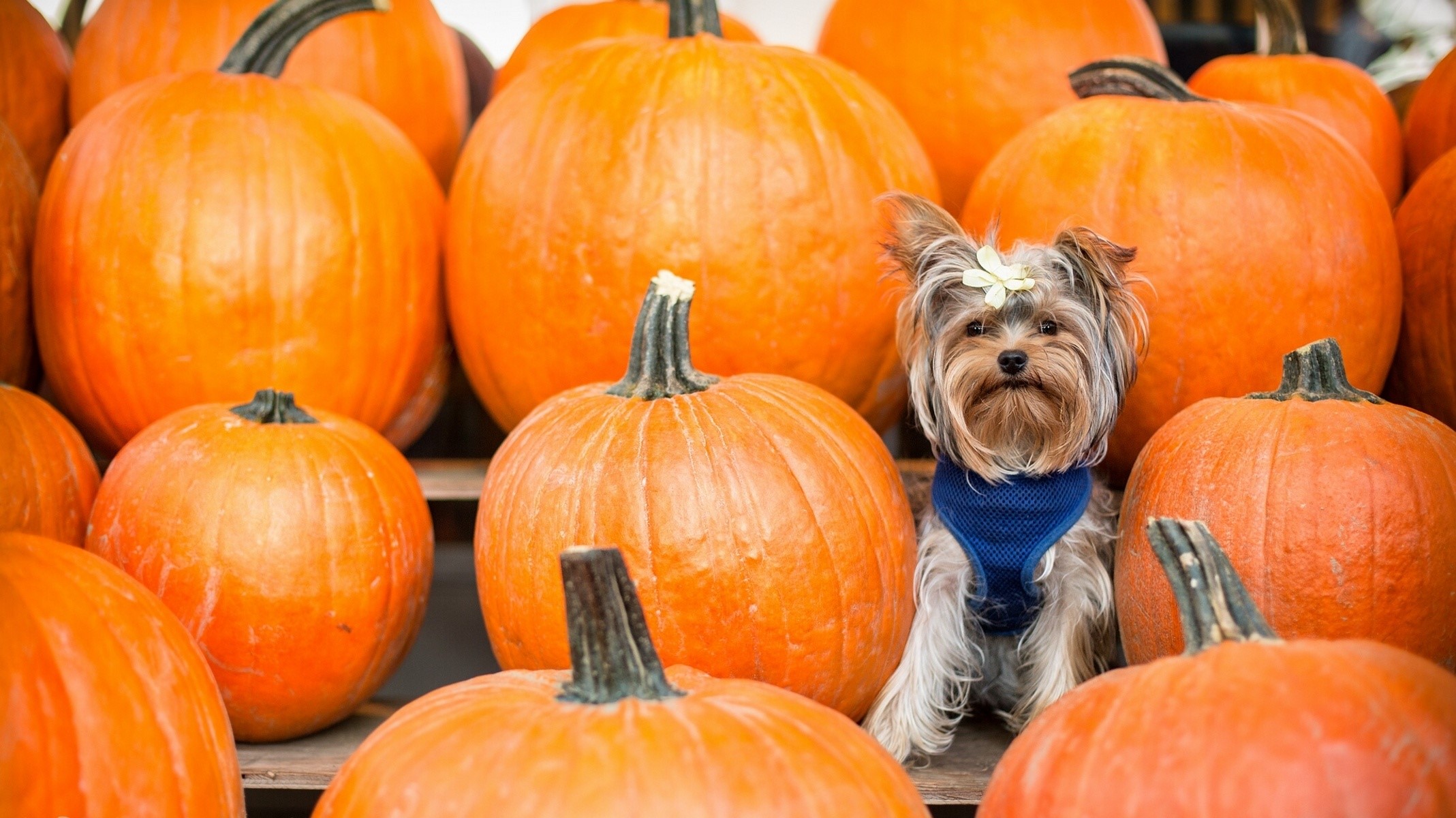 Yorkshire Terrier Dog Poses Among Pumpkins HD Wallpaper