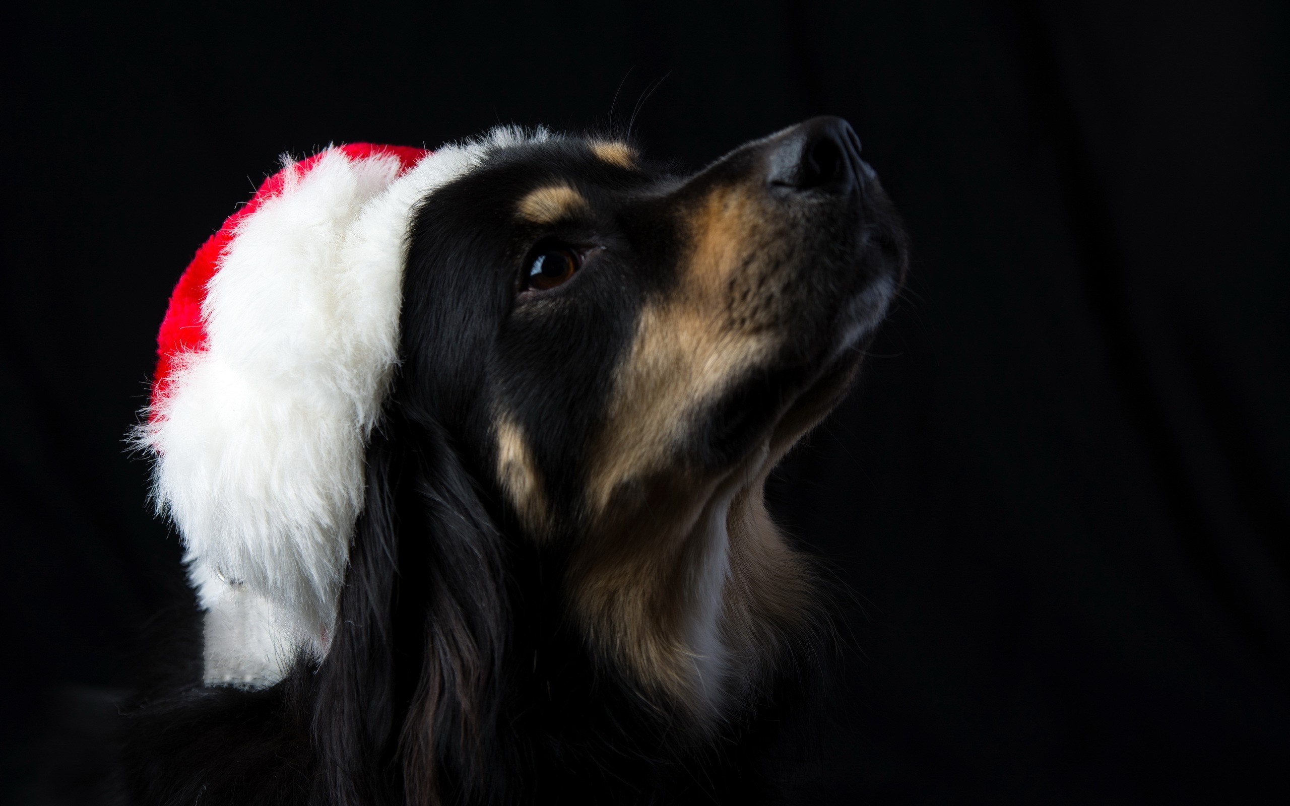 Dog wearing a Santa hat on a black background HD Wallpaper