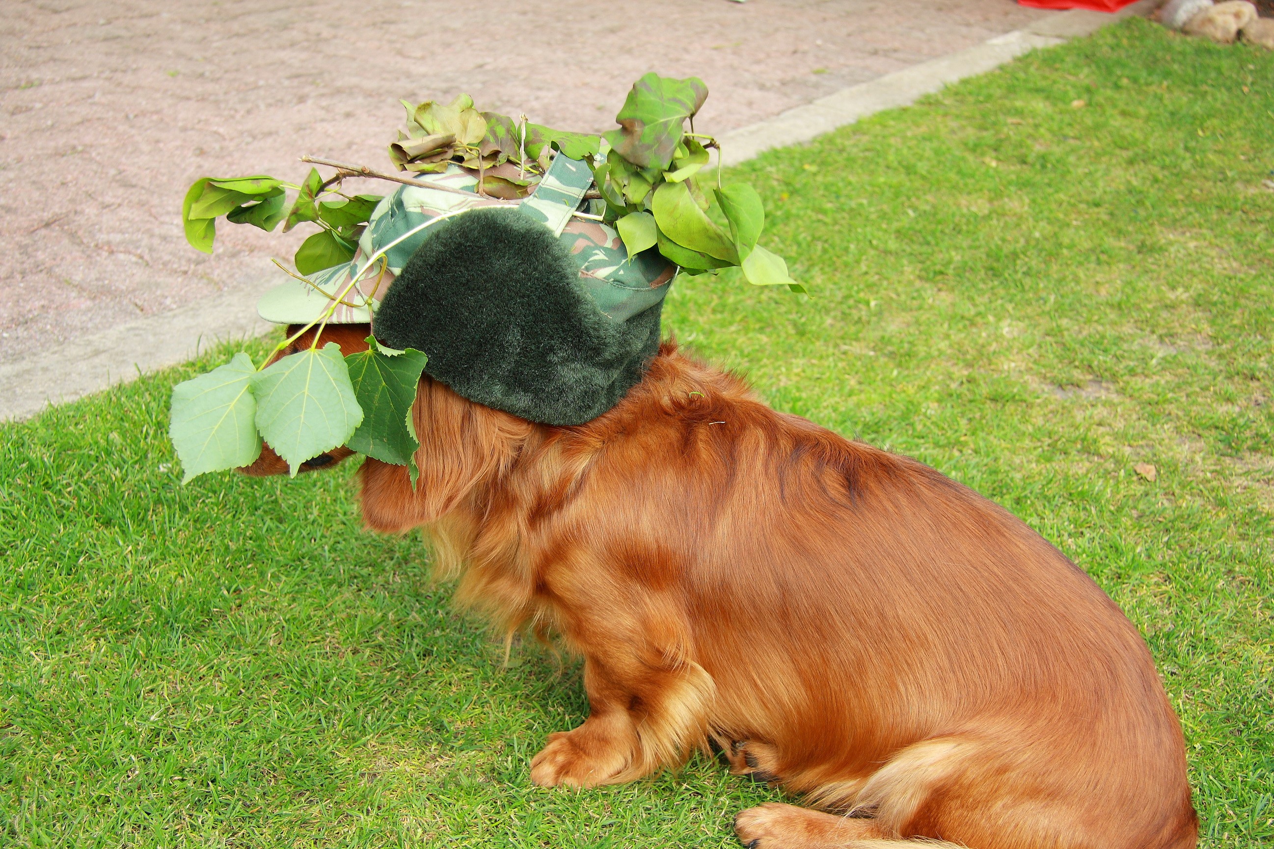 Dachshund dog wearing a camouflage hat with leaves HD Wallpaper