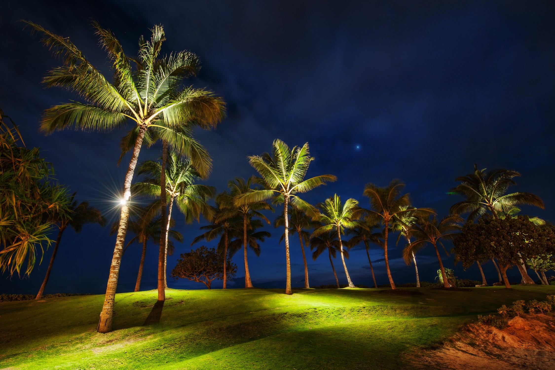 Palm trees illuminated at night HD Wallpaper