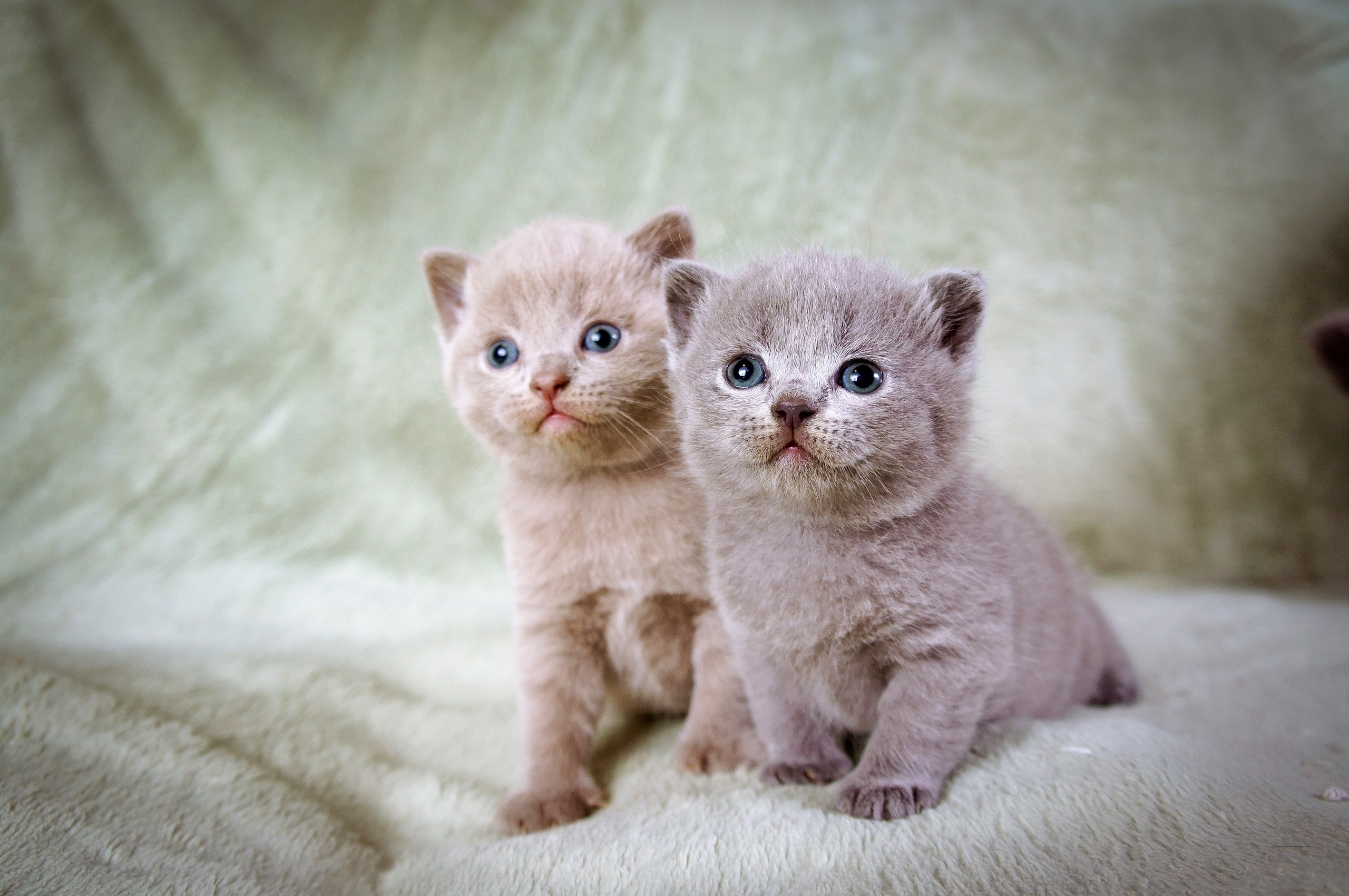 Two British Shorthair kittens sitting on a fluffy blanket HD Wallpaper
