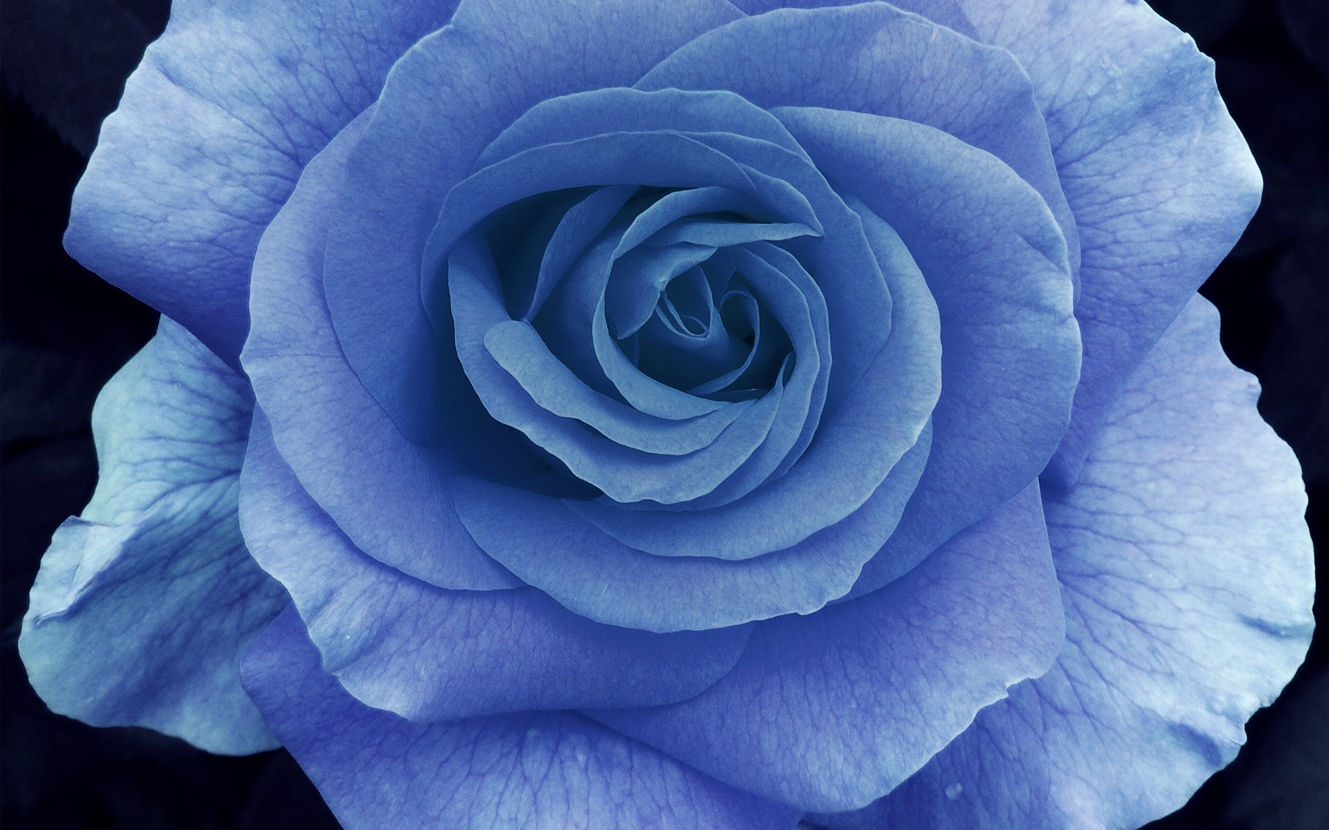 Close-up of a blue rose HD Wallpaper