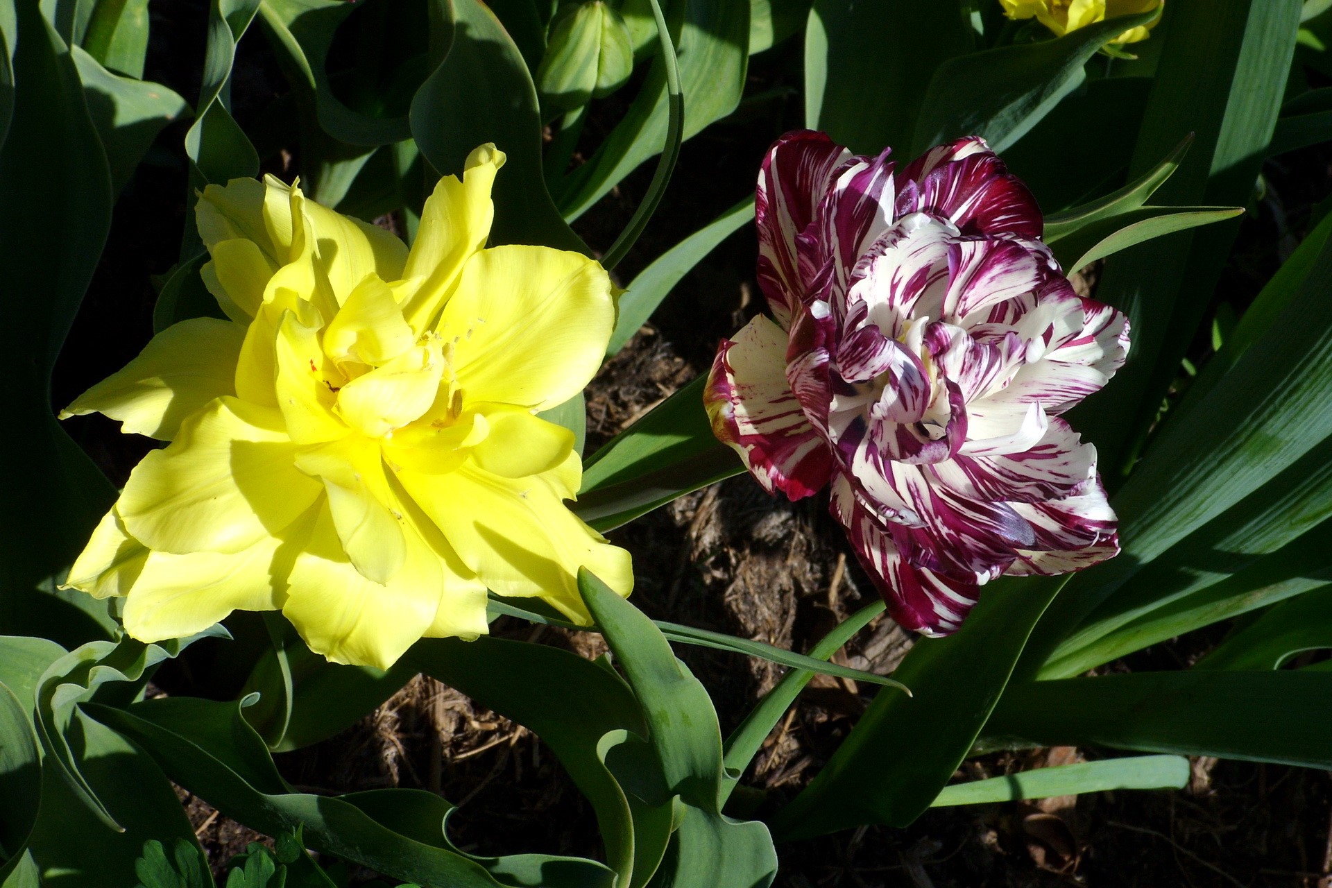 Two colorful tulips in a garden HD Wallpaper