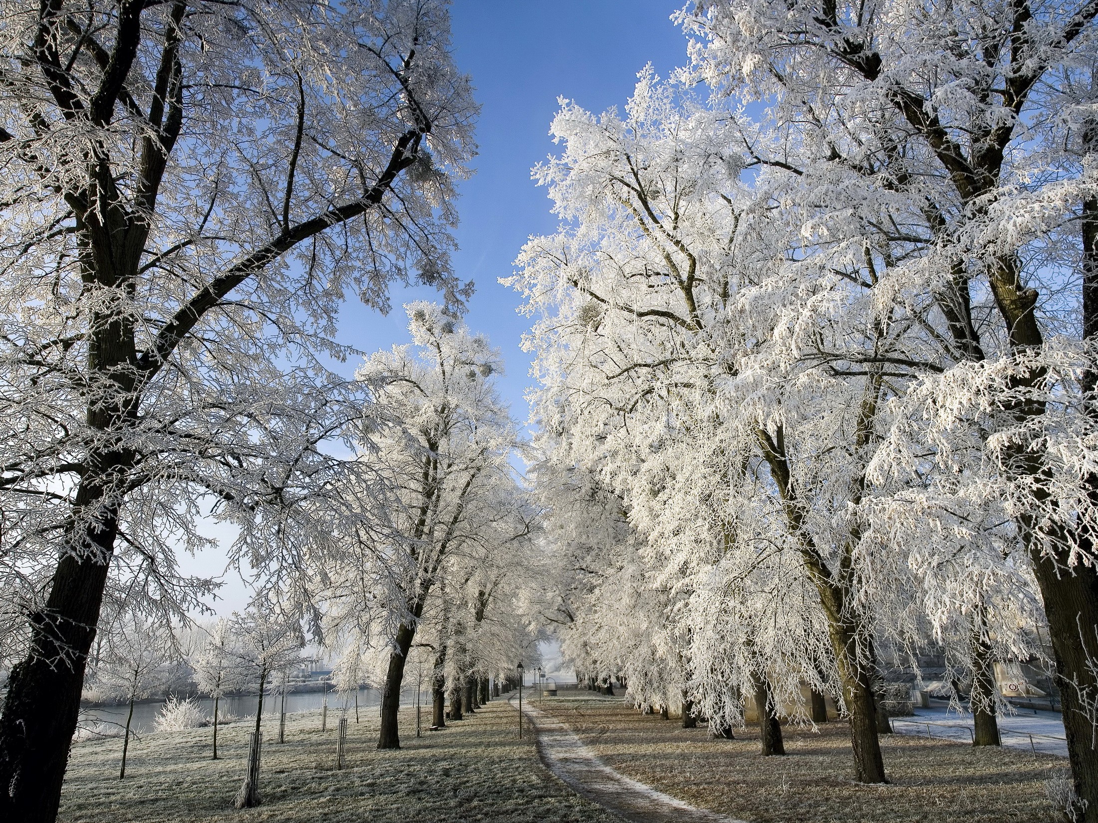 Frost-covered trees lining a path in winter HD Wallpaper