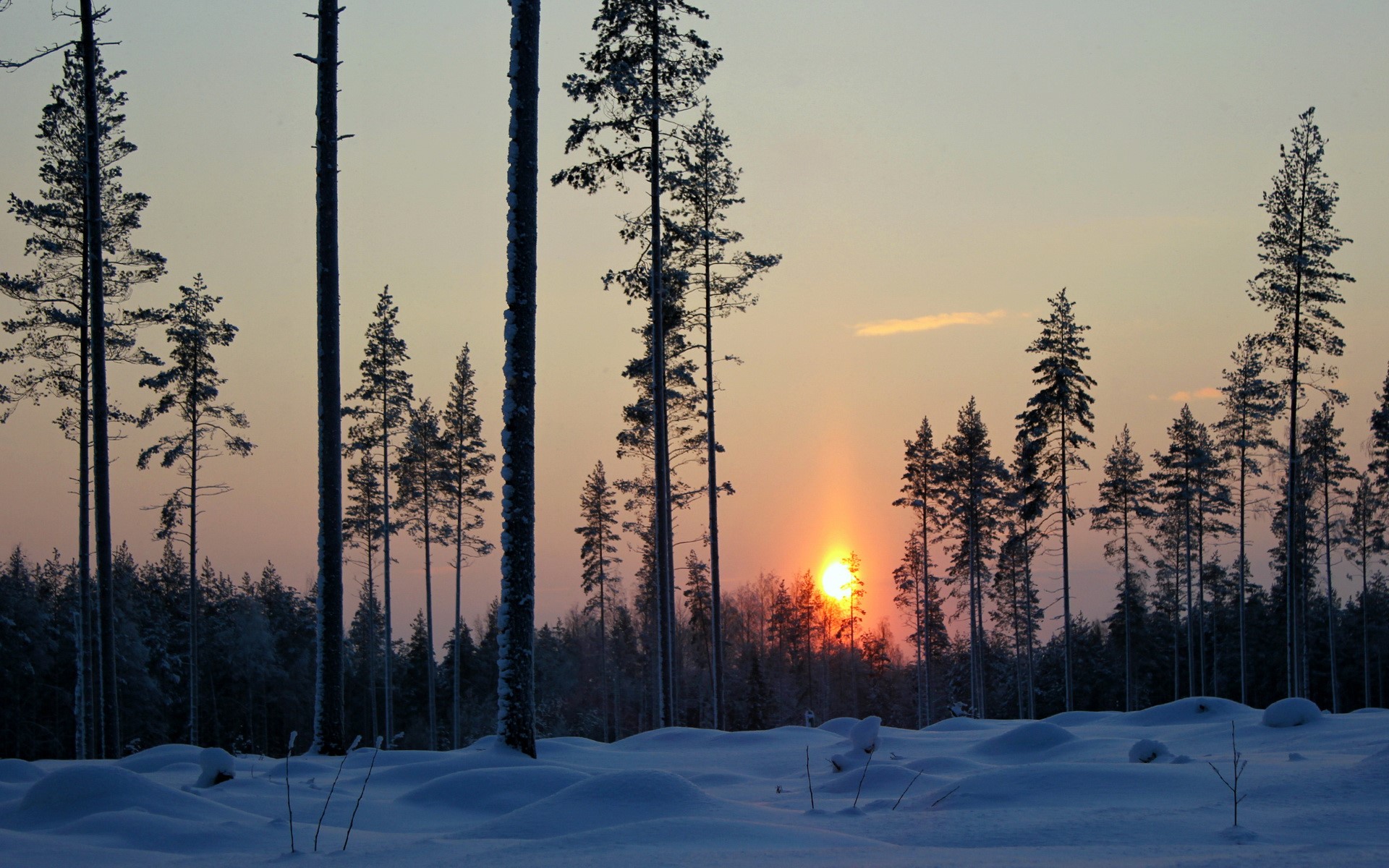 Winter forest at sunset with sun pillar HD Wallpaper