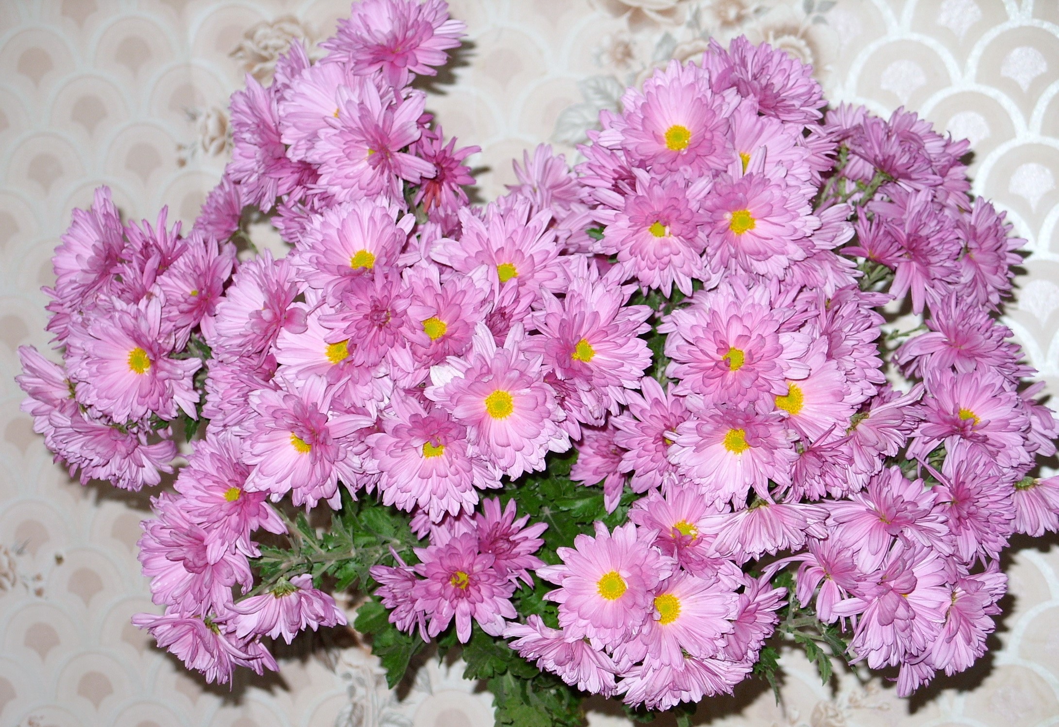 A bouquet of pink chrysanthemums HD Wallpaper
