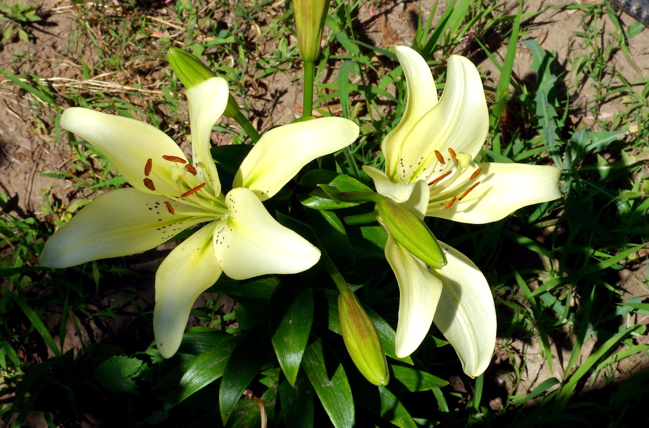 Two pale yellow lilies with green buds HD Wallpaper