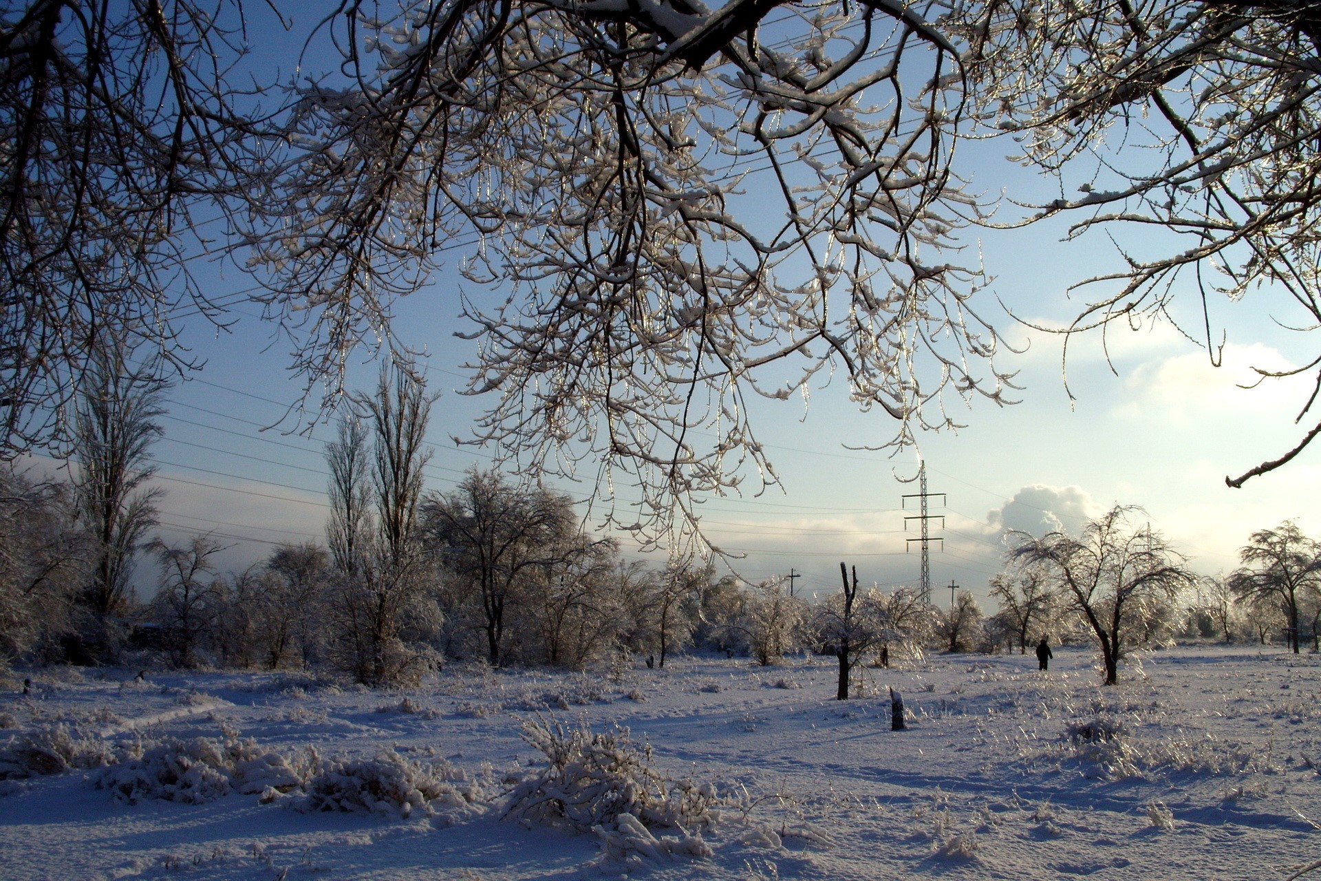 Winter landscape with ice-covered trees and snow HD Wallpaper