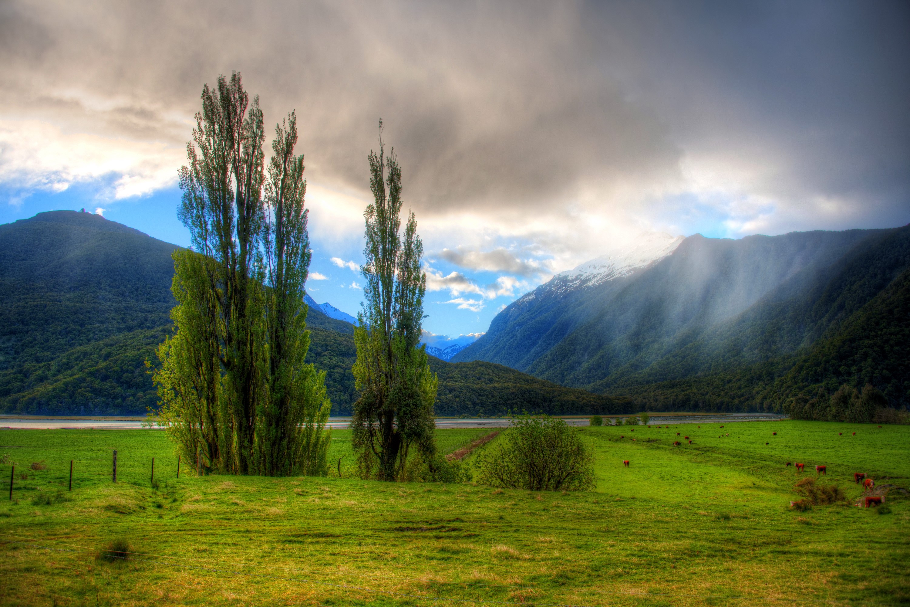 Tall trees in a green field with mountains in the background HD Wallpaper