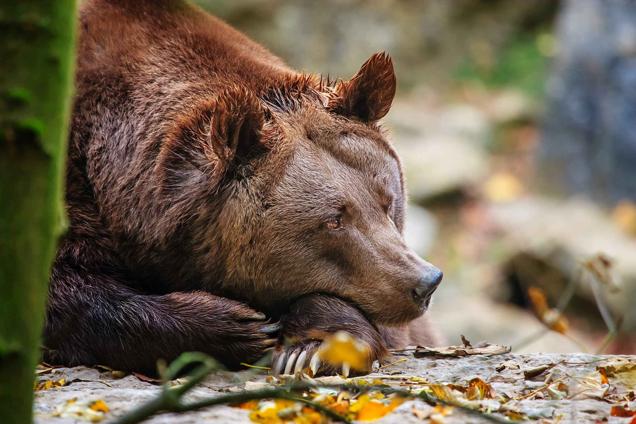 Brown bear resting its head on its paw HD Wallpaper
