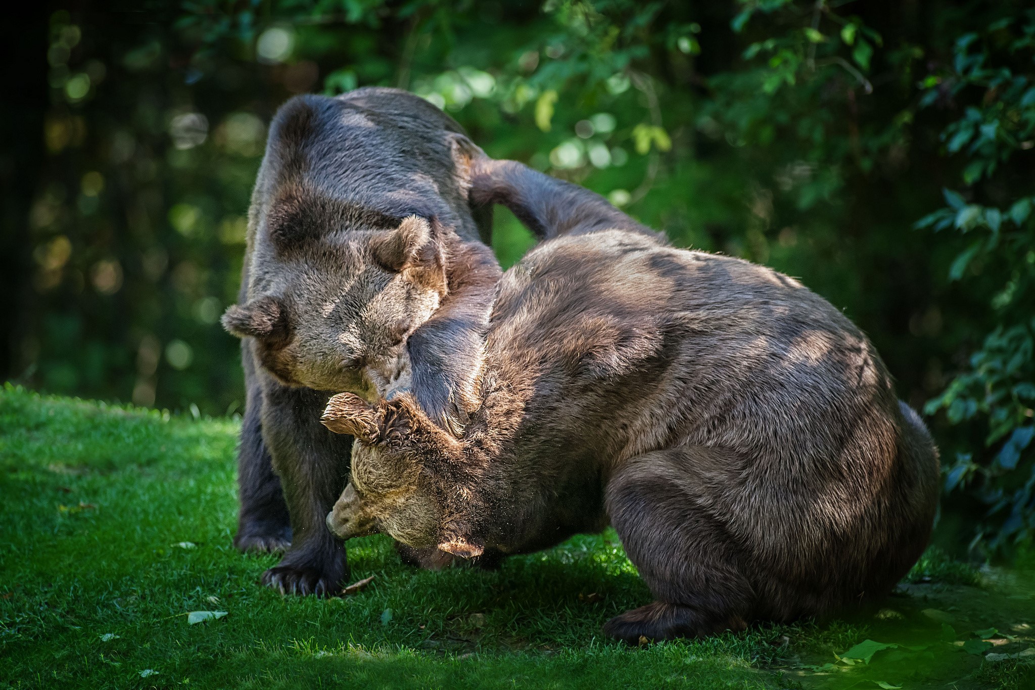 Two brown bears wrestling on grass HD Wallpaper