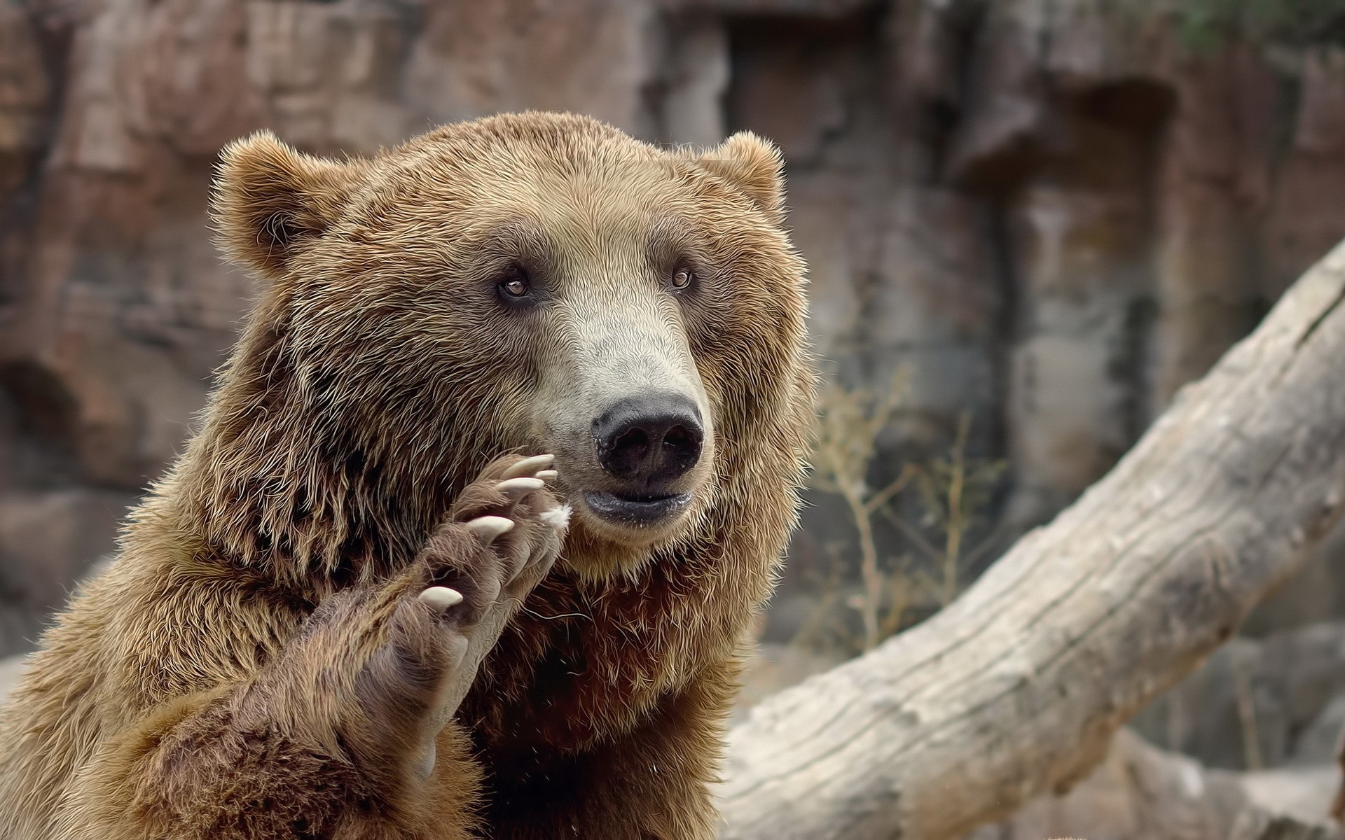 Brown bear with paw raised HD Wallpaper