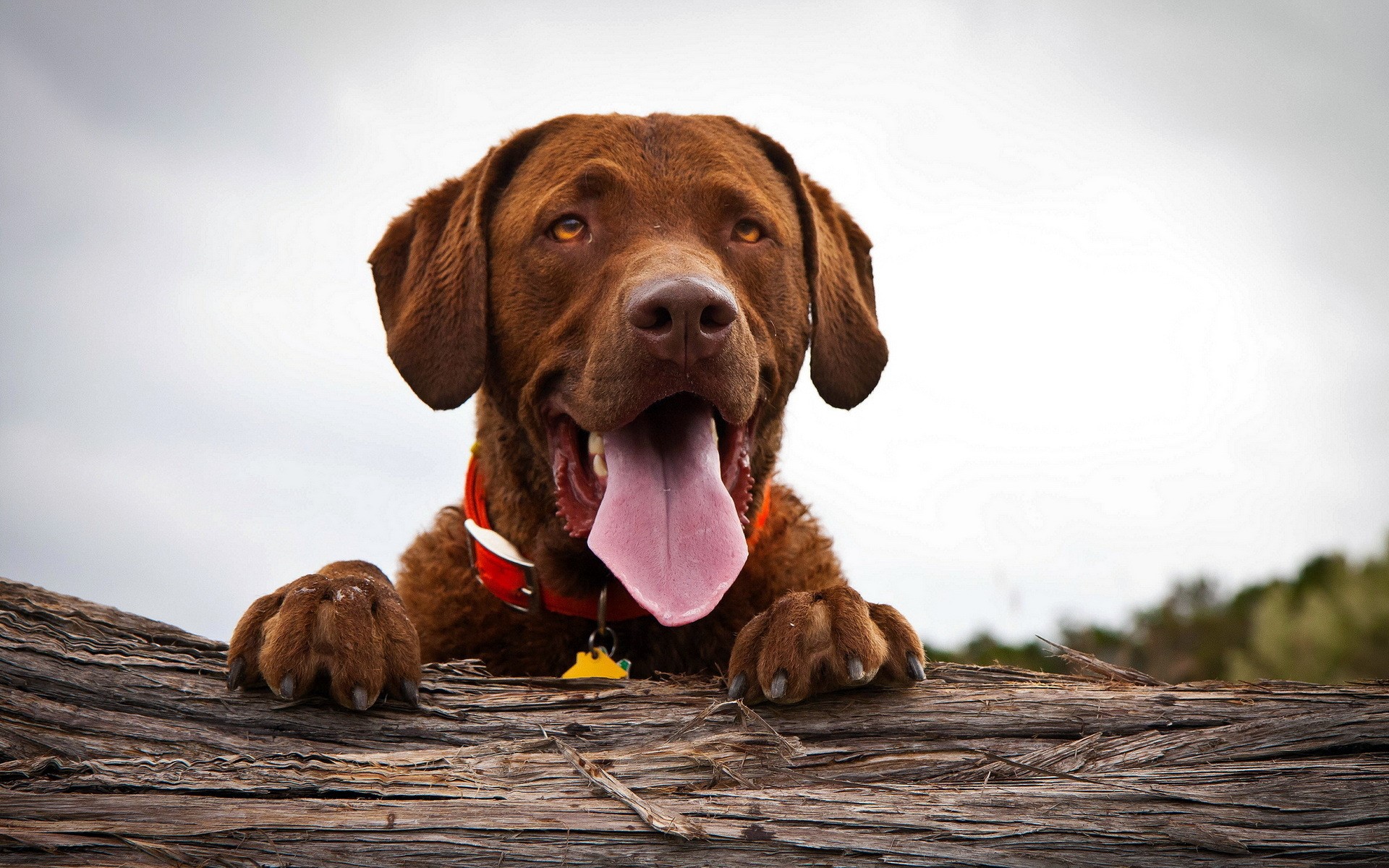 Brown Chesapeake Bay Retriever dog with tongue out HD Wallpaper