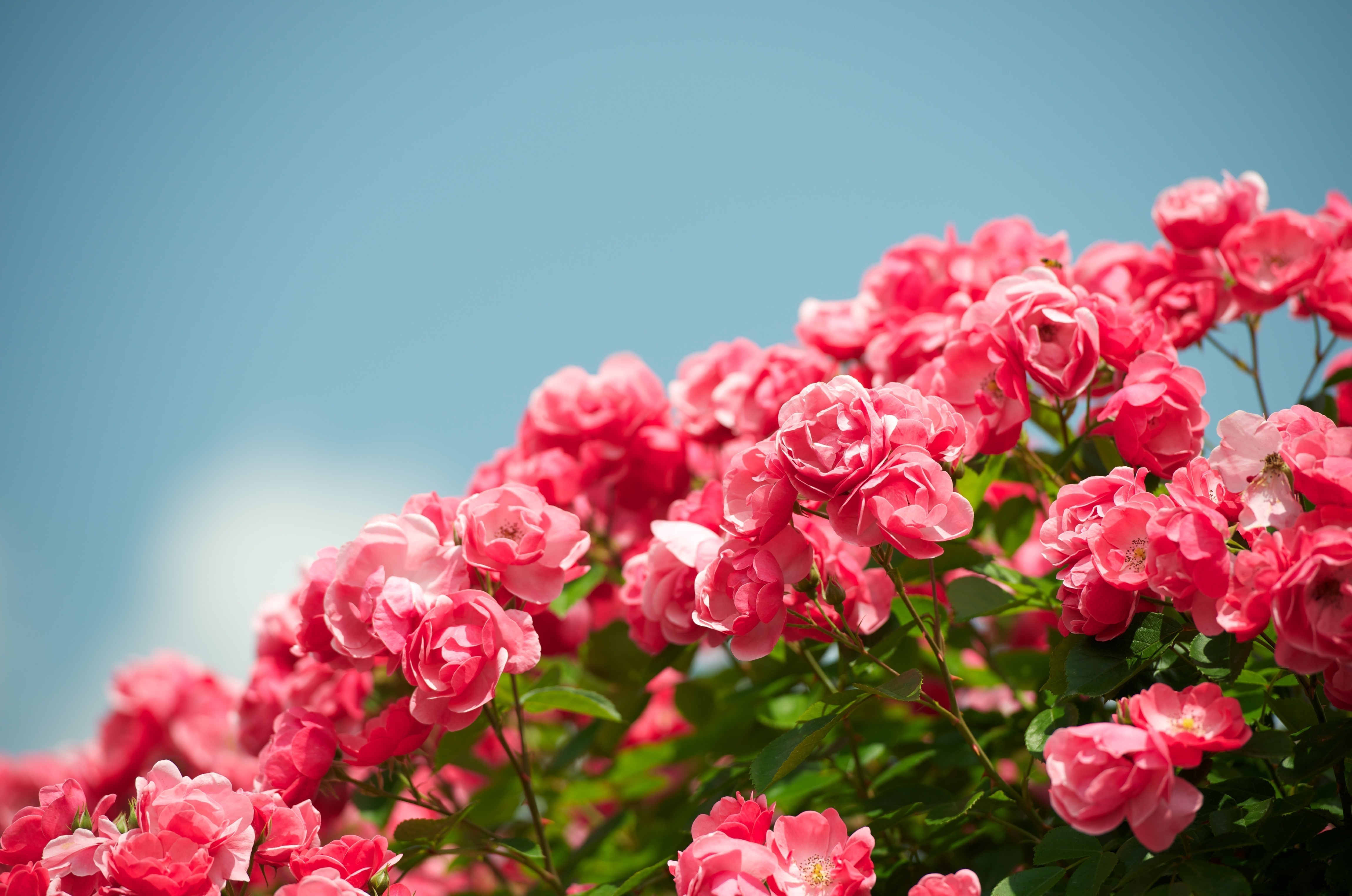 4K Pink Roses Against Blue Sky HD Wallpaper