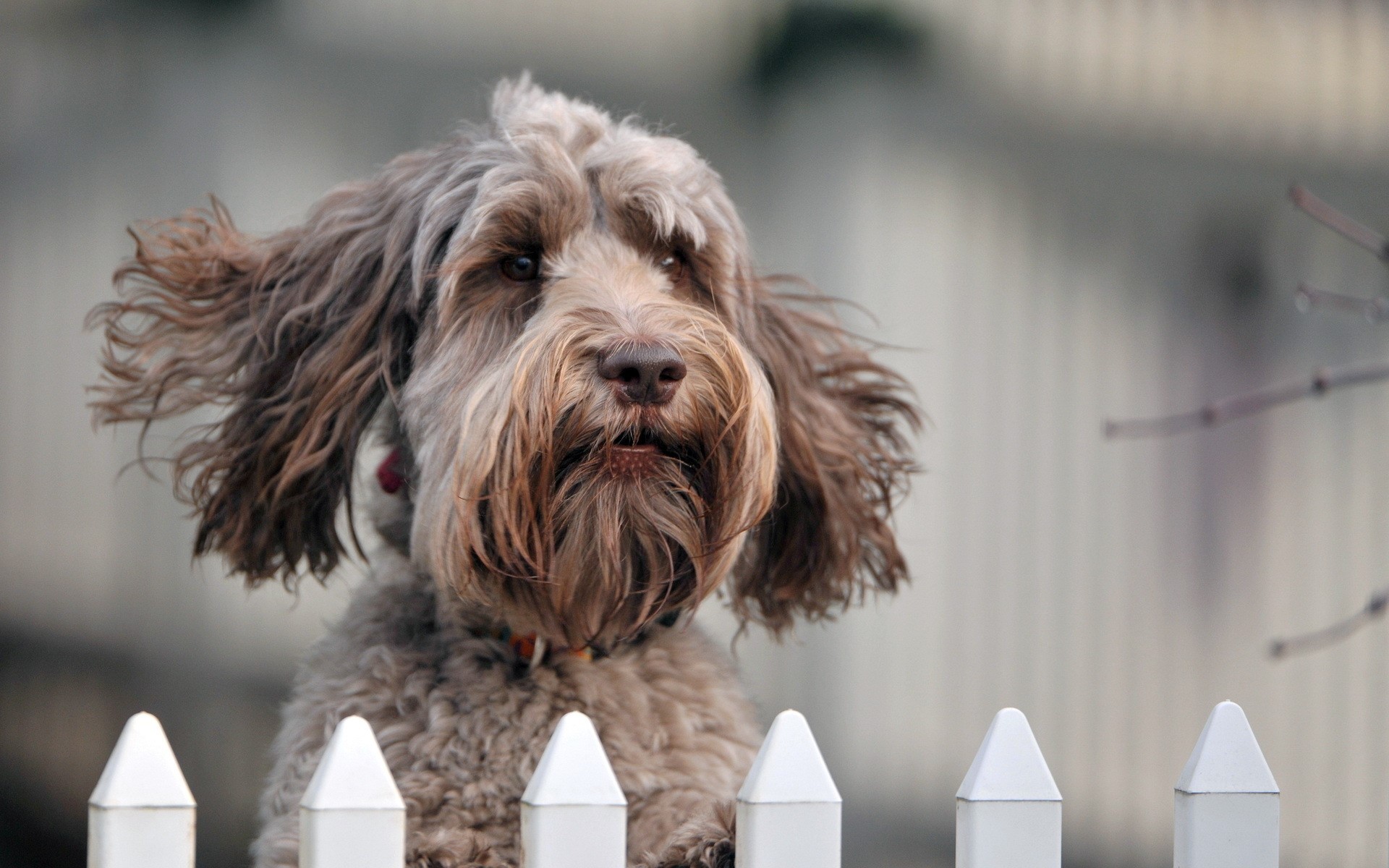 A shaggy dog peeks over a white picket fence HD Wallpaper