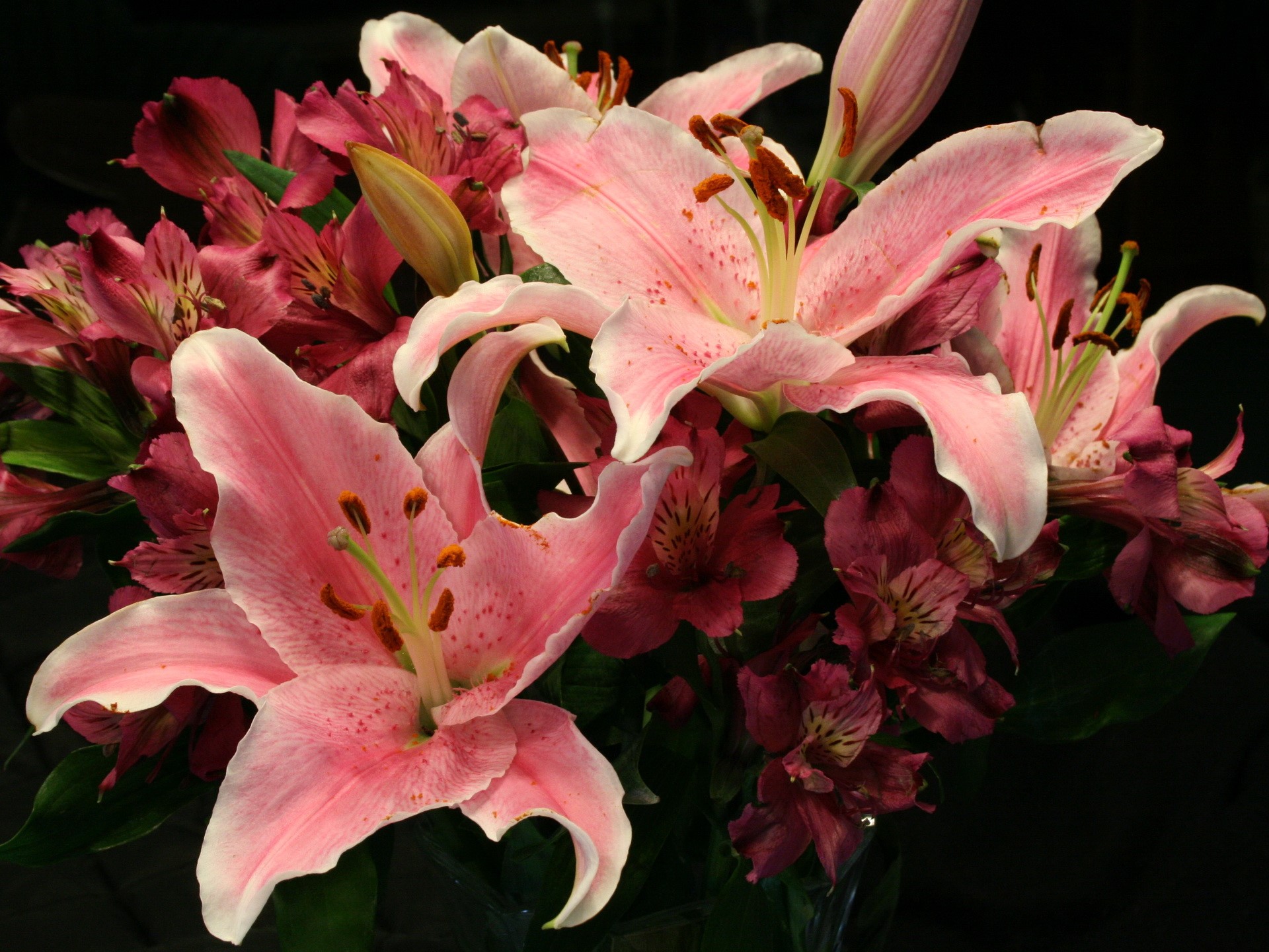 Pink and red lilies with dark background HD Wallpaper