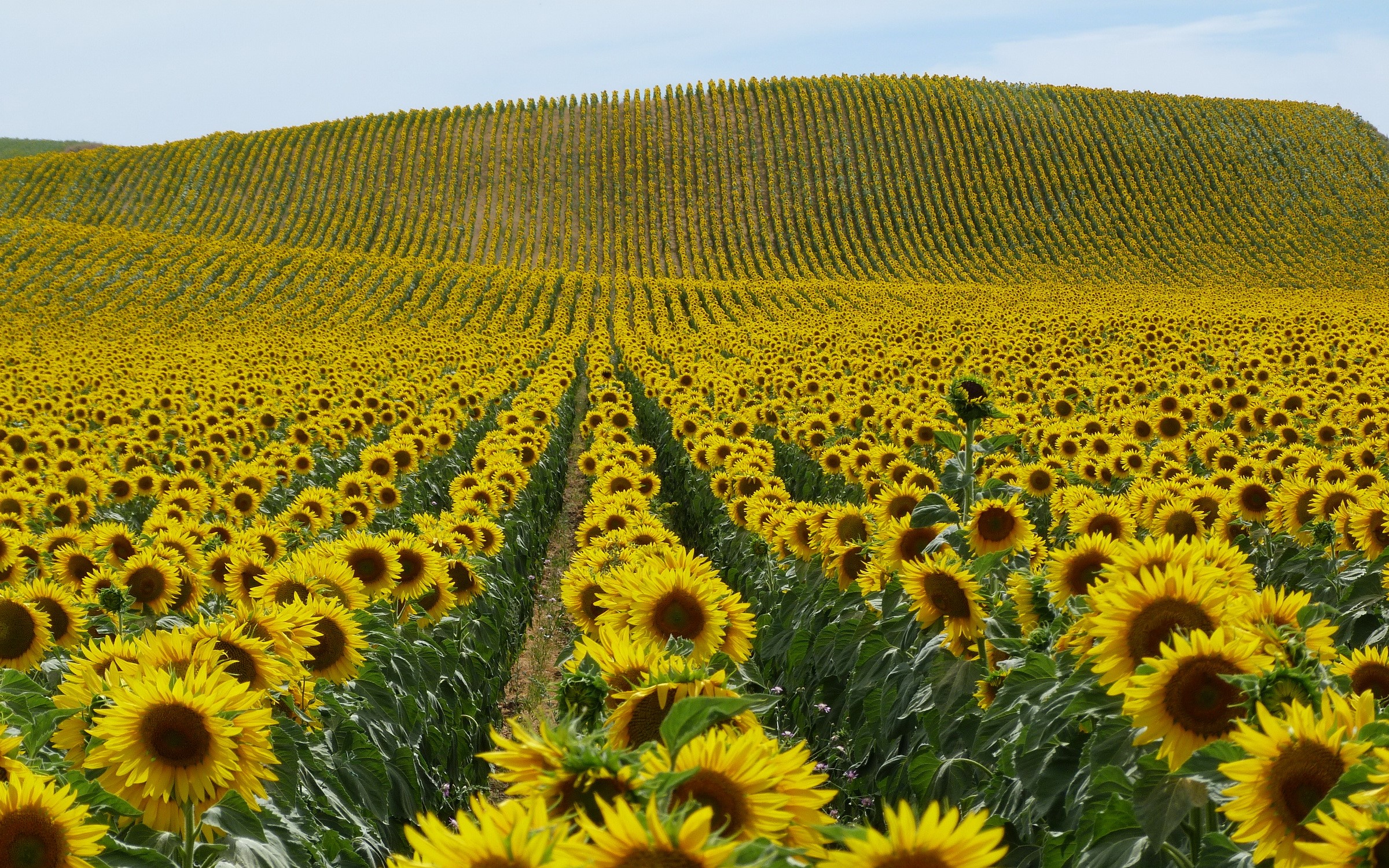 Rows of Sunflowers on Rolling Hills HD Wallpaper