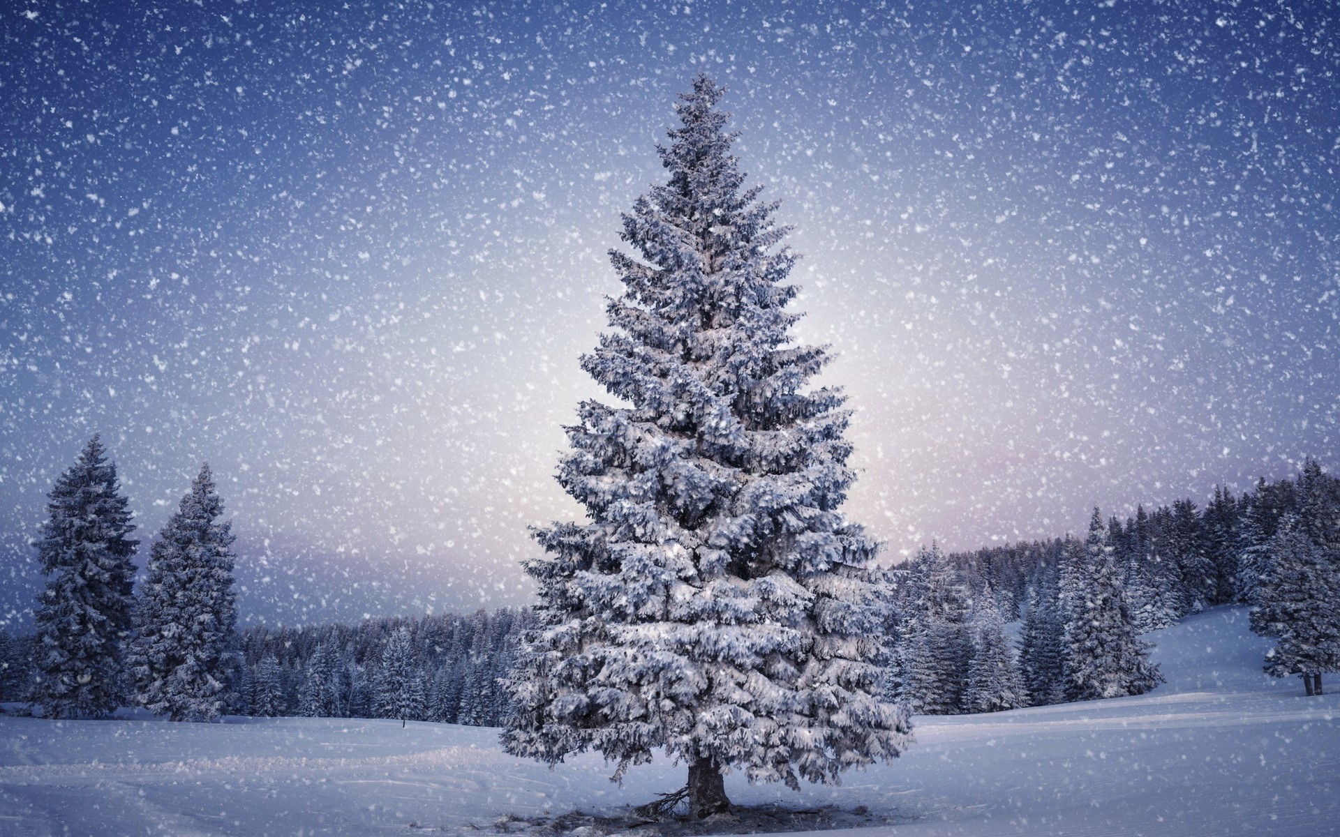 Snowy evergreen trees in a winter landscape HD Wallpaper