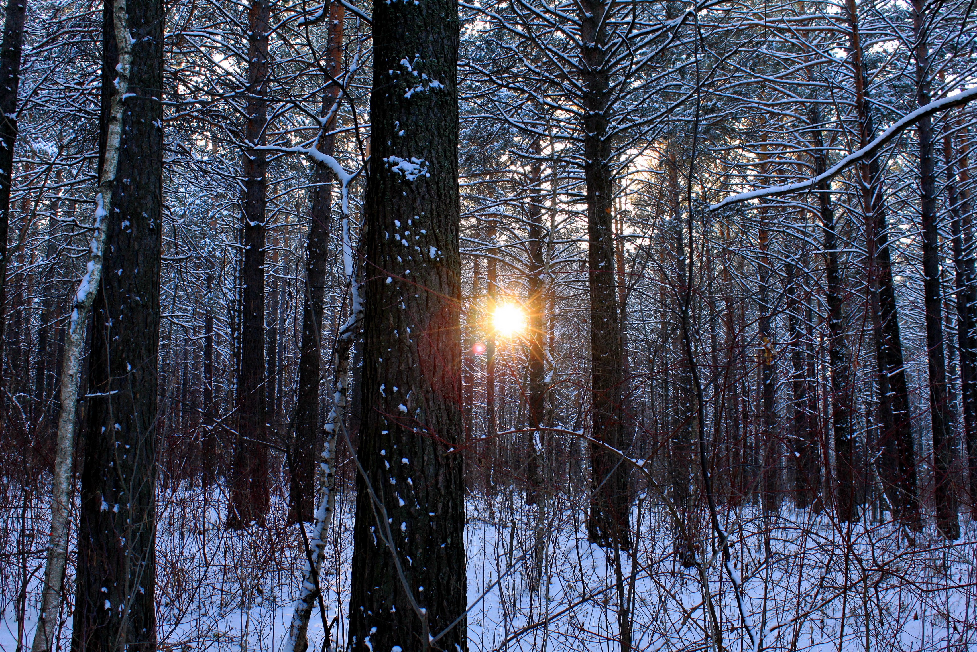 Sunlight shining through a snowy forest in winter HD Wallpaper