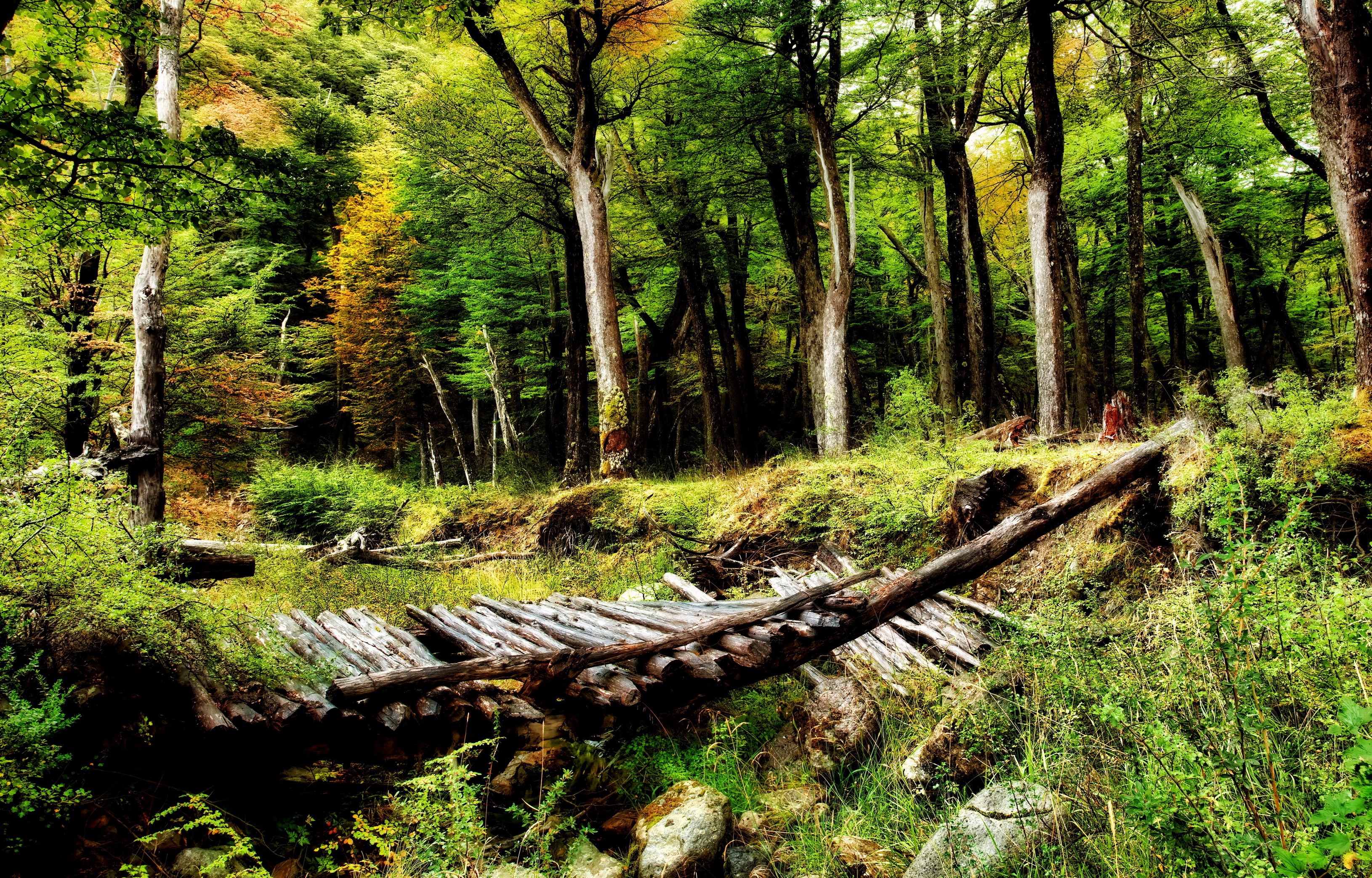 Wooden bridge in a dense forest HD Wallpaper