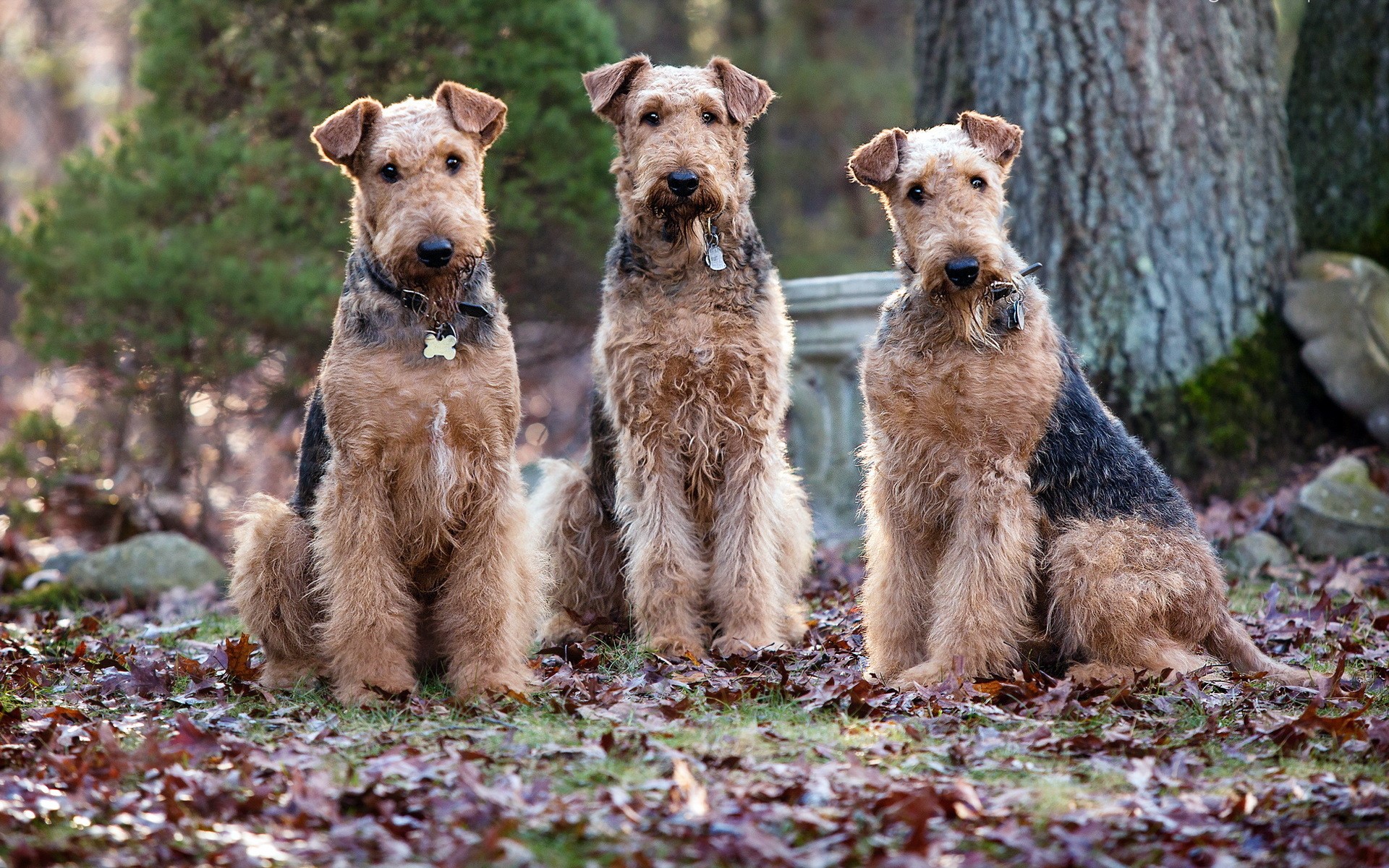 Three Airedale Terriers sitting in a forest HD Wallpaper