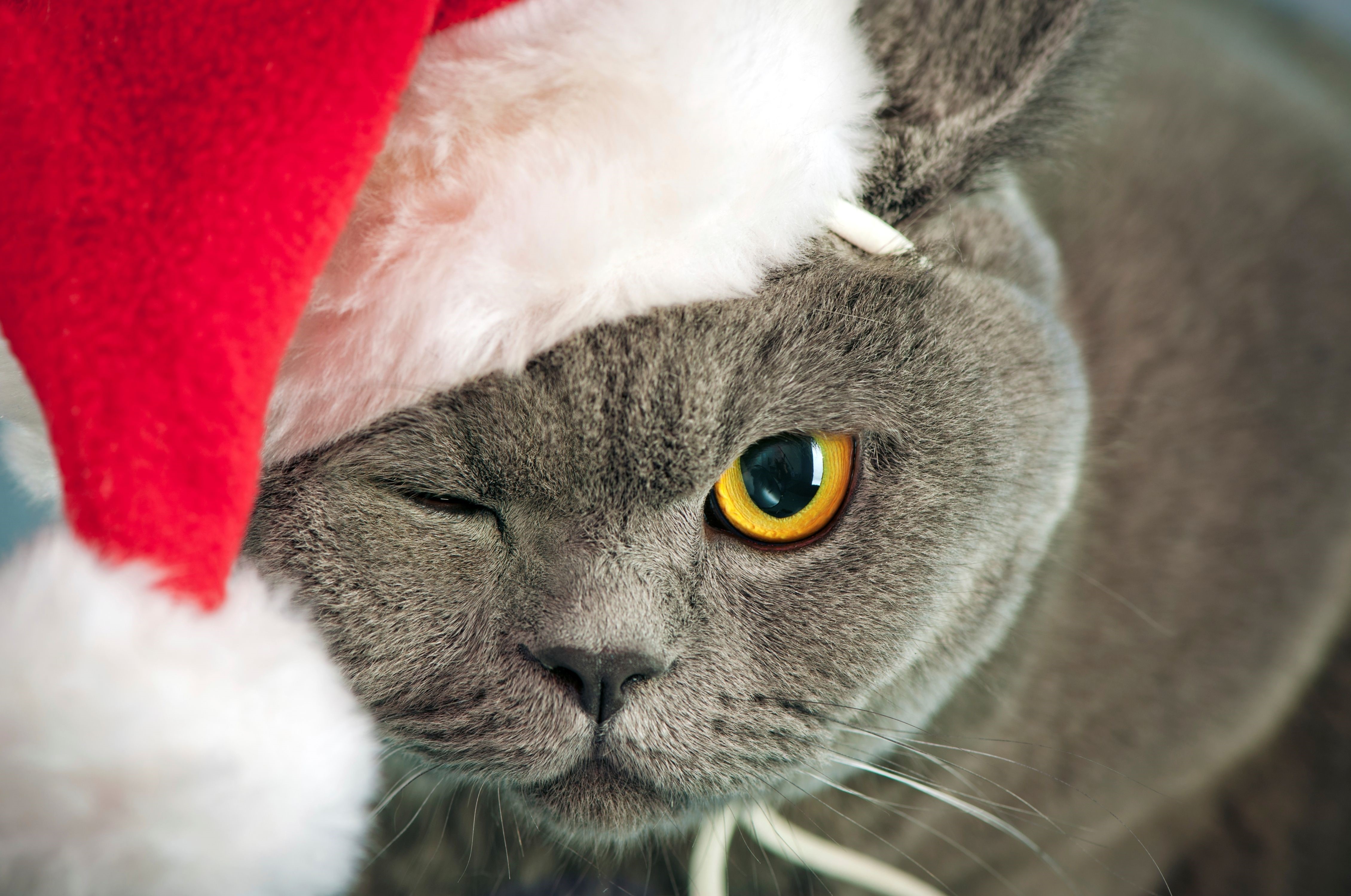 Cat wearing a Santa hat HD Wallpaper