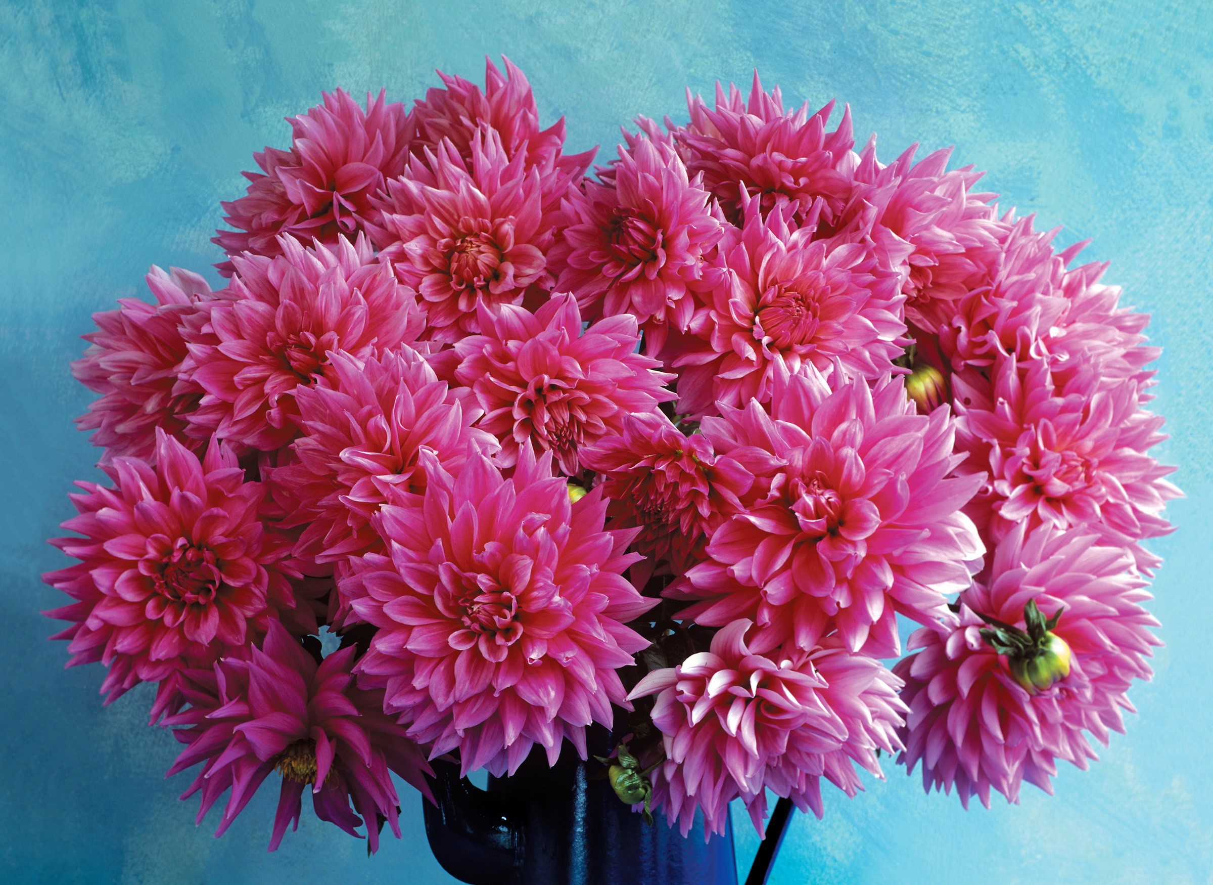 Pink Dahlias in a Blue Vase HD Wallpaper