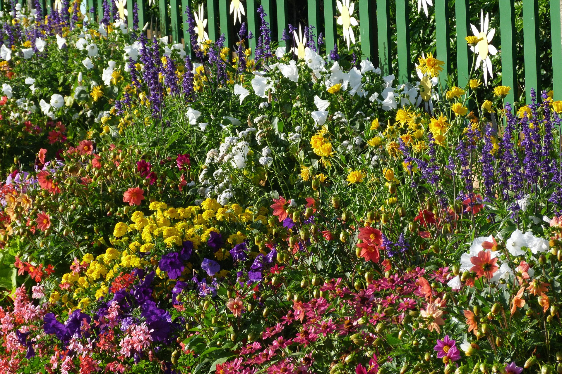 Colorful flower bed with a green fence HD Wallpaper