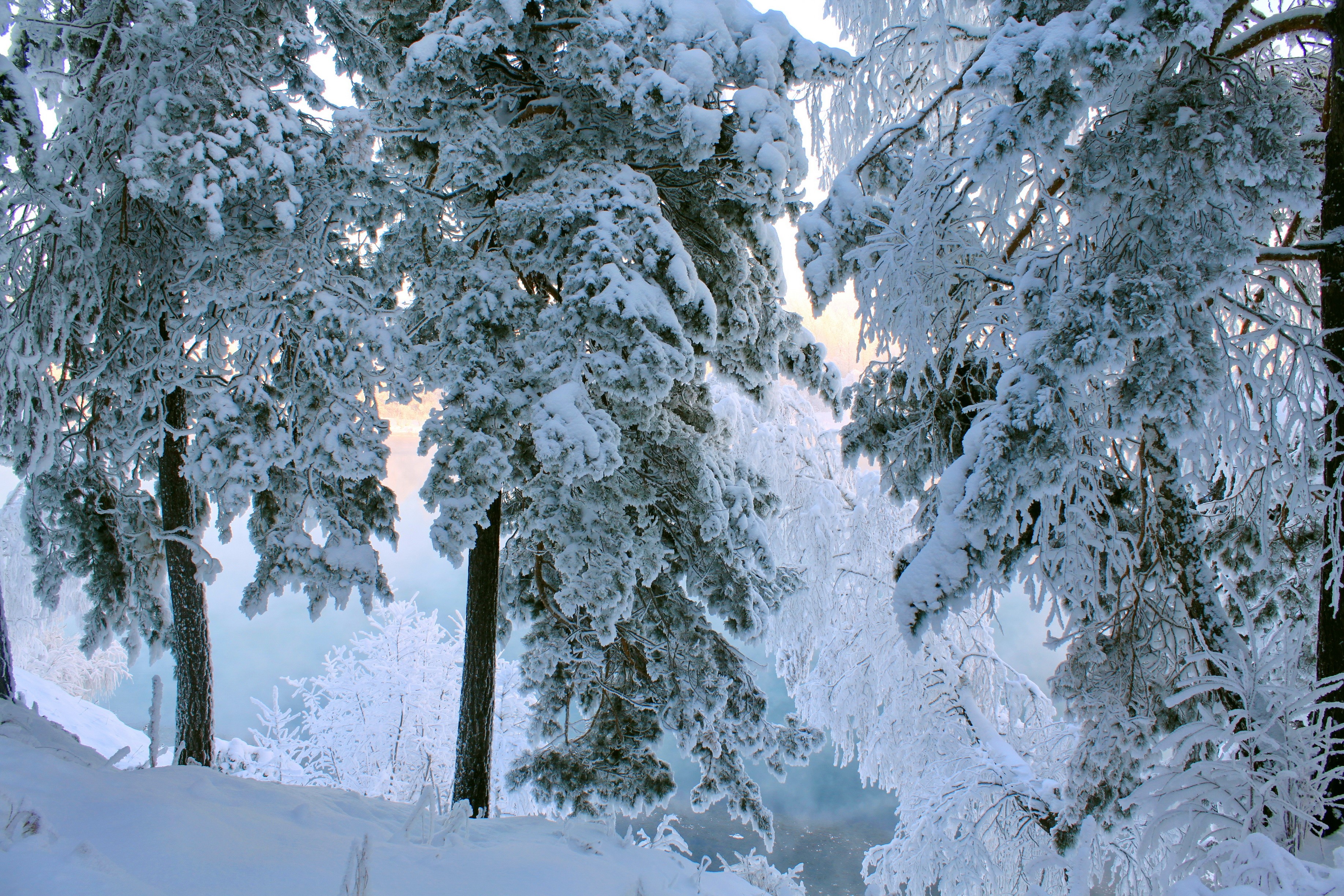 Snow-covered pine trees in a winter forest HD Wallpaper