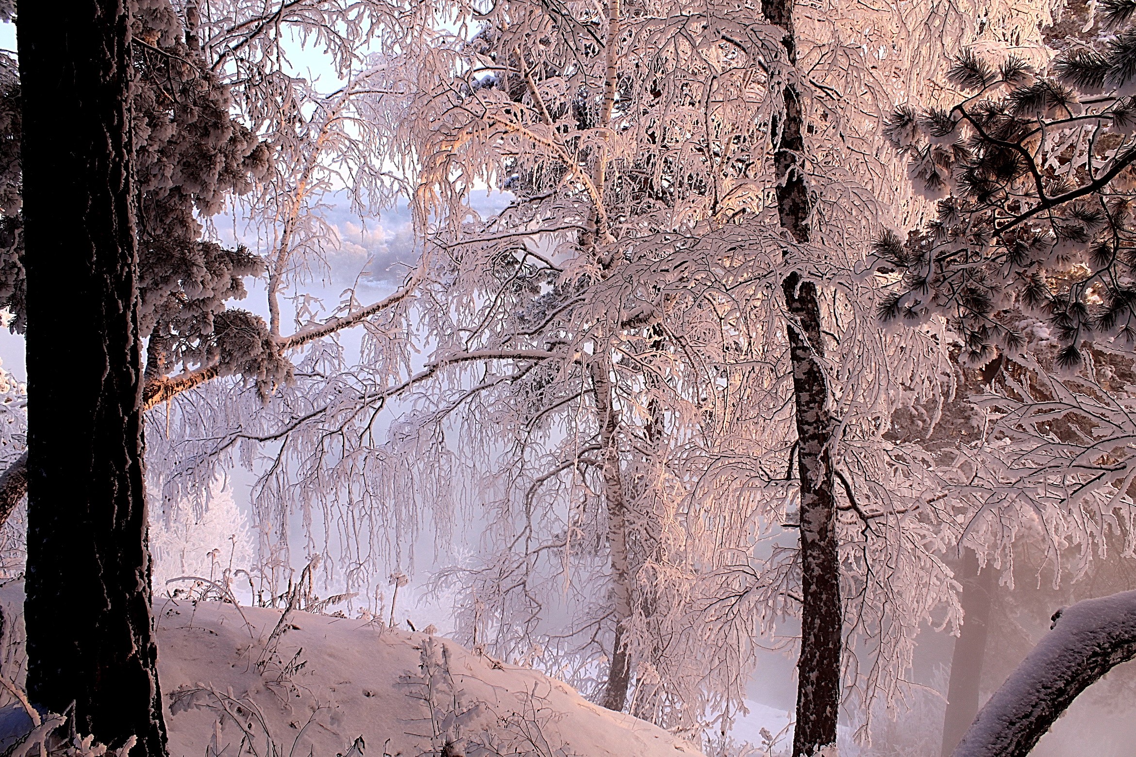 Winter forest with snow-covered trees HD Wallpaper