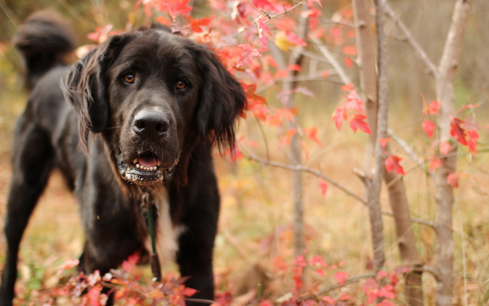 Black dog with red leaves HD Wallpaper