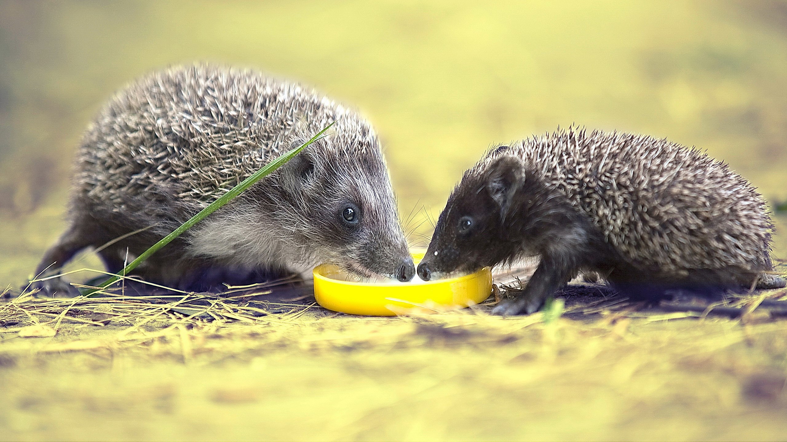 Two hedgehogs drinking from a yellow bowl HD Wallpaper