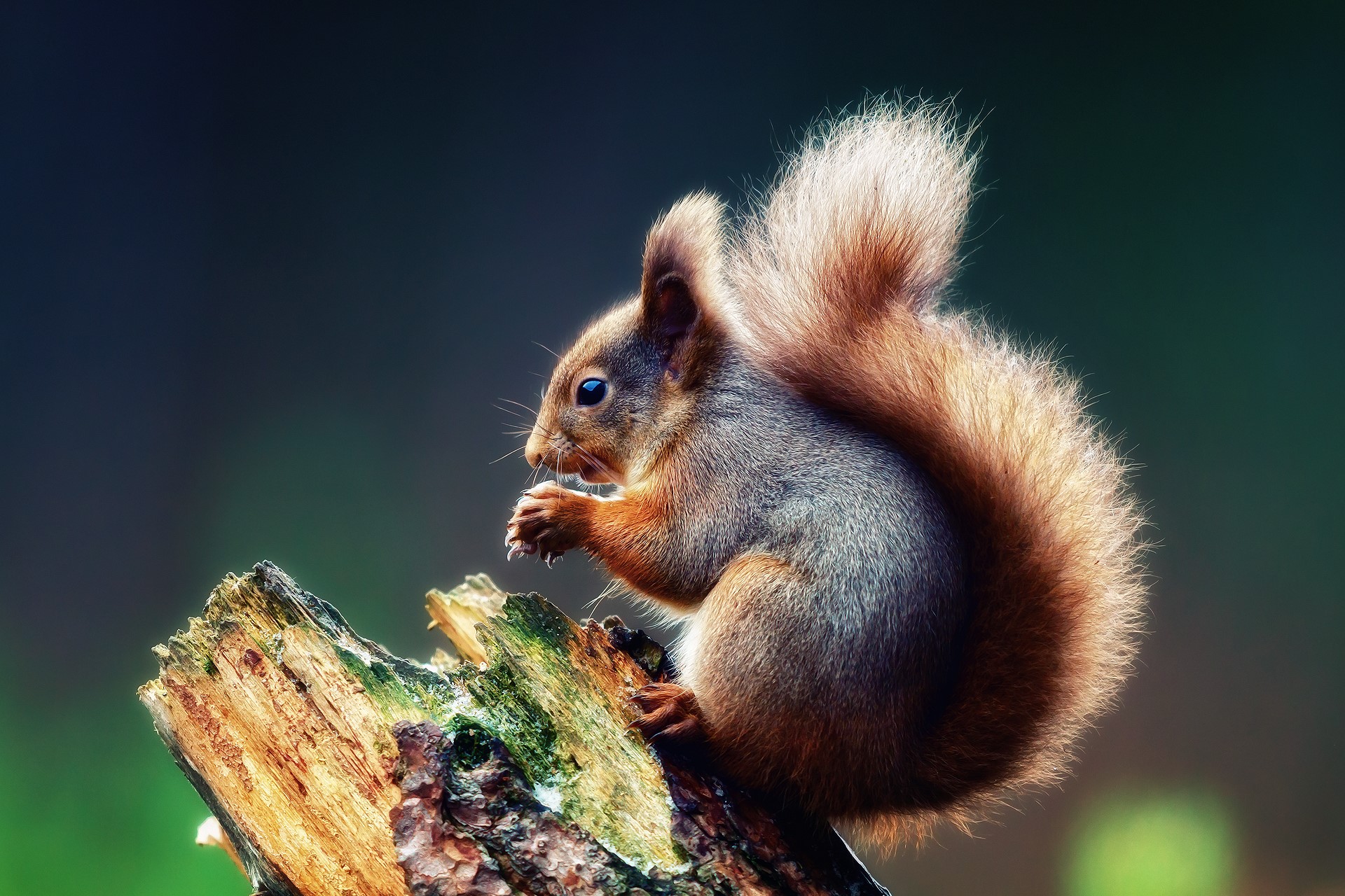Red squirrel eating on a log HD Wallpaper