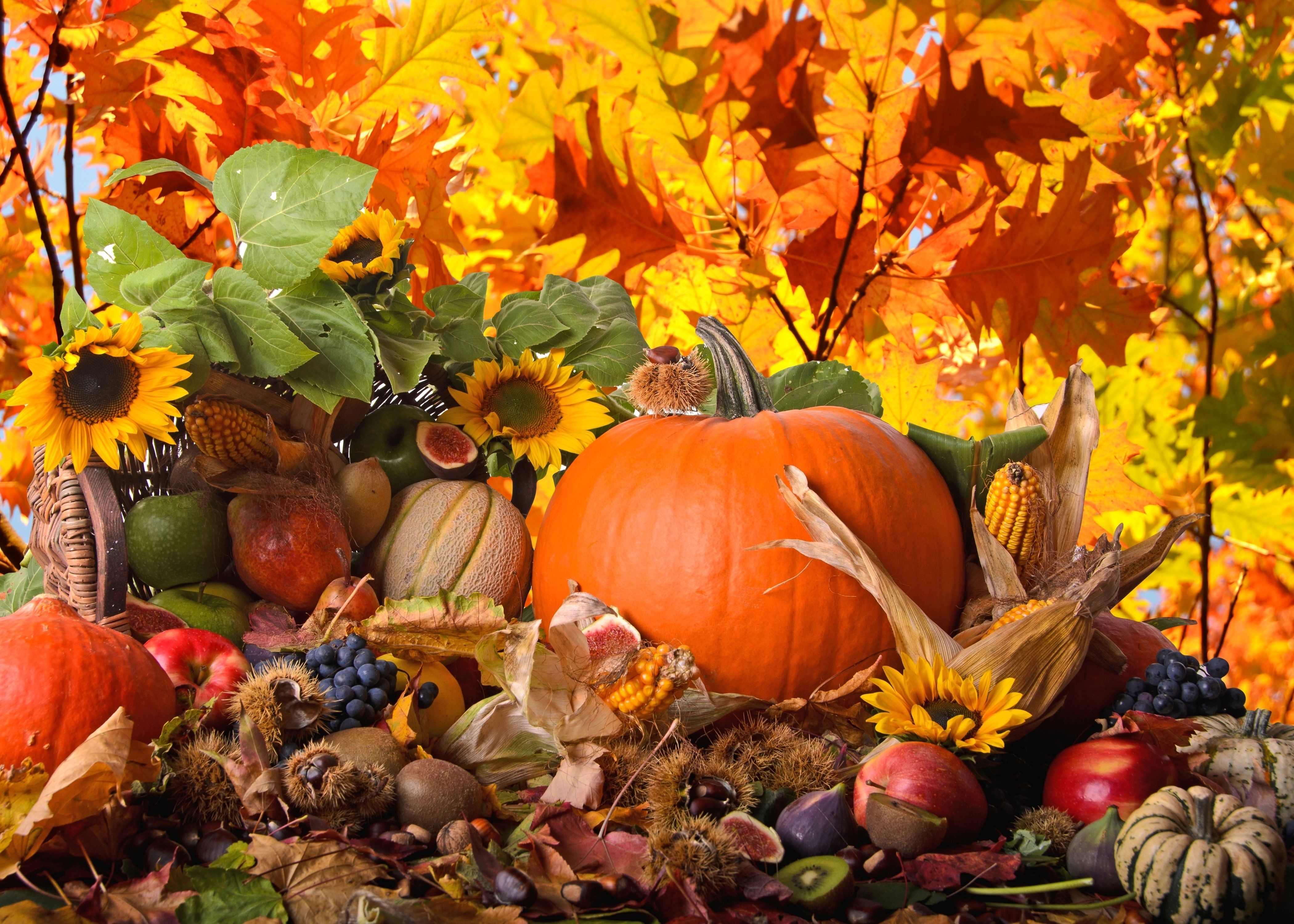 Autumn harvest with pumpkins and sunflowers HD Wallpaper