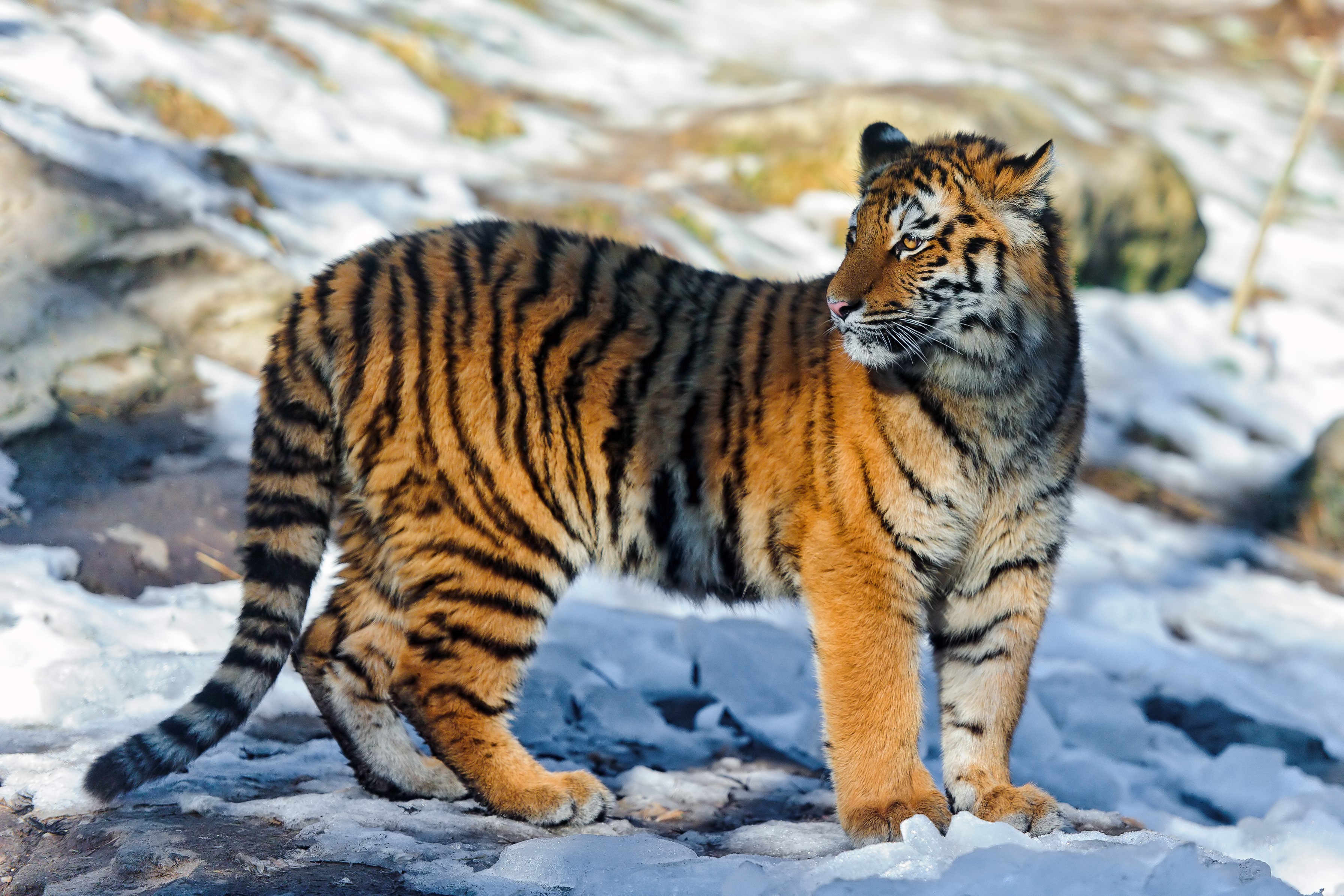 Tiger standing in snow HD Wallpaper
