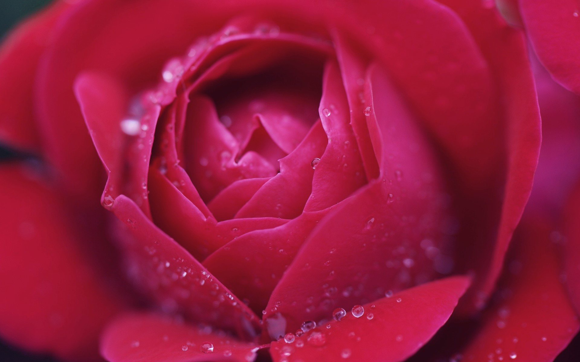 Close-up of a red rose with water droplets HD Wallpaper