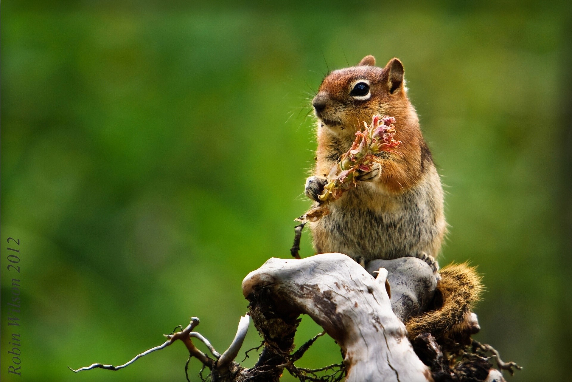 Chipmunk holding a flower on a log HD Wallpaper