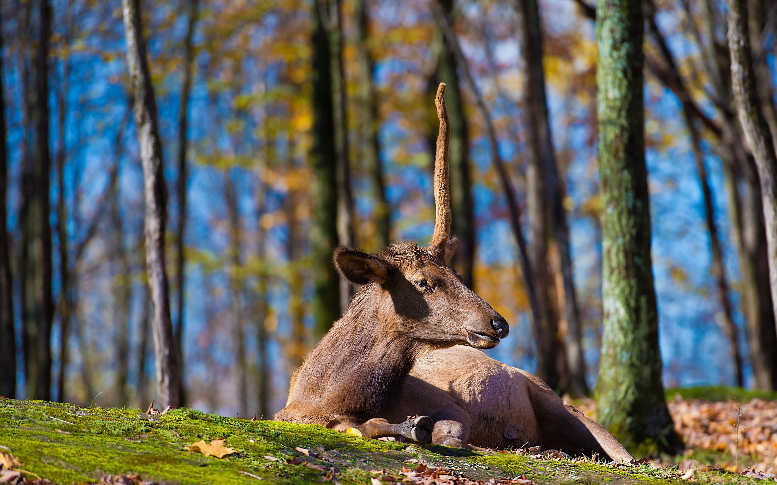 Deer with a single horn lying in a forest HD Wallpaper