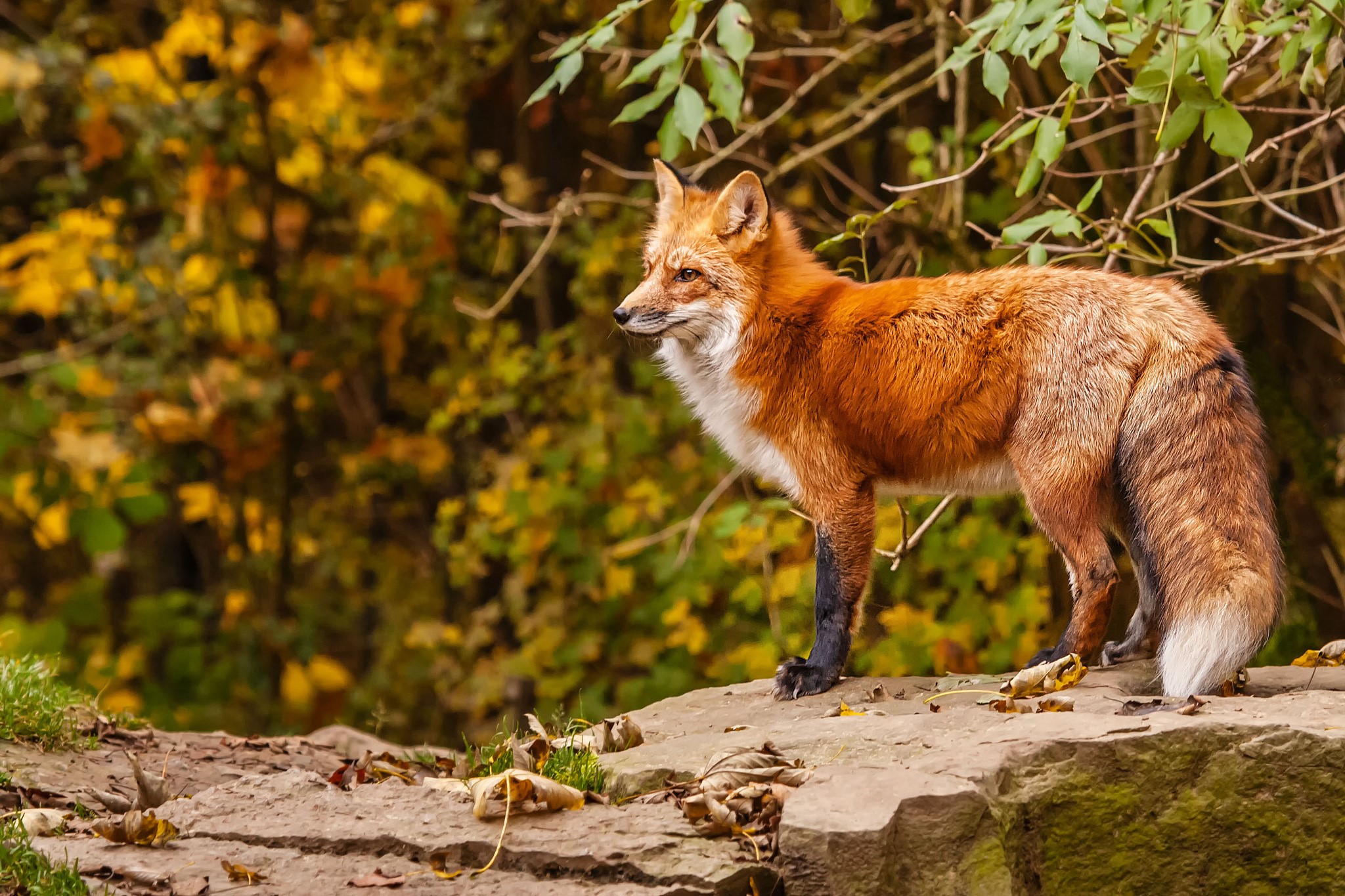 Red fox standing on rocks in autumn forest HD Wallpaper