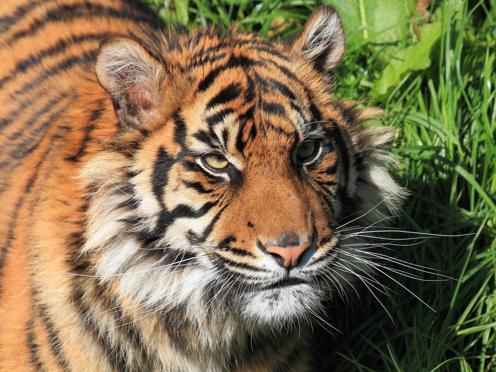 Close-up of a tiger's face in grass HD Wallpaper