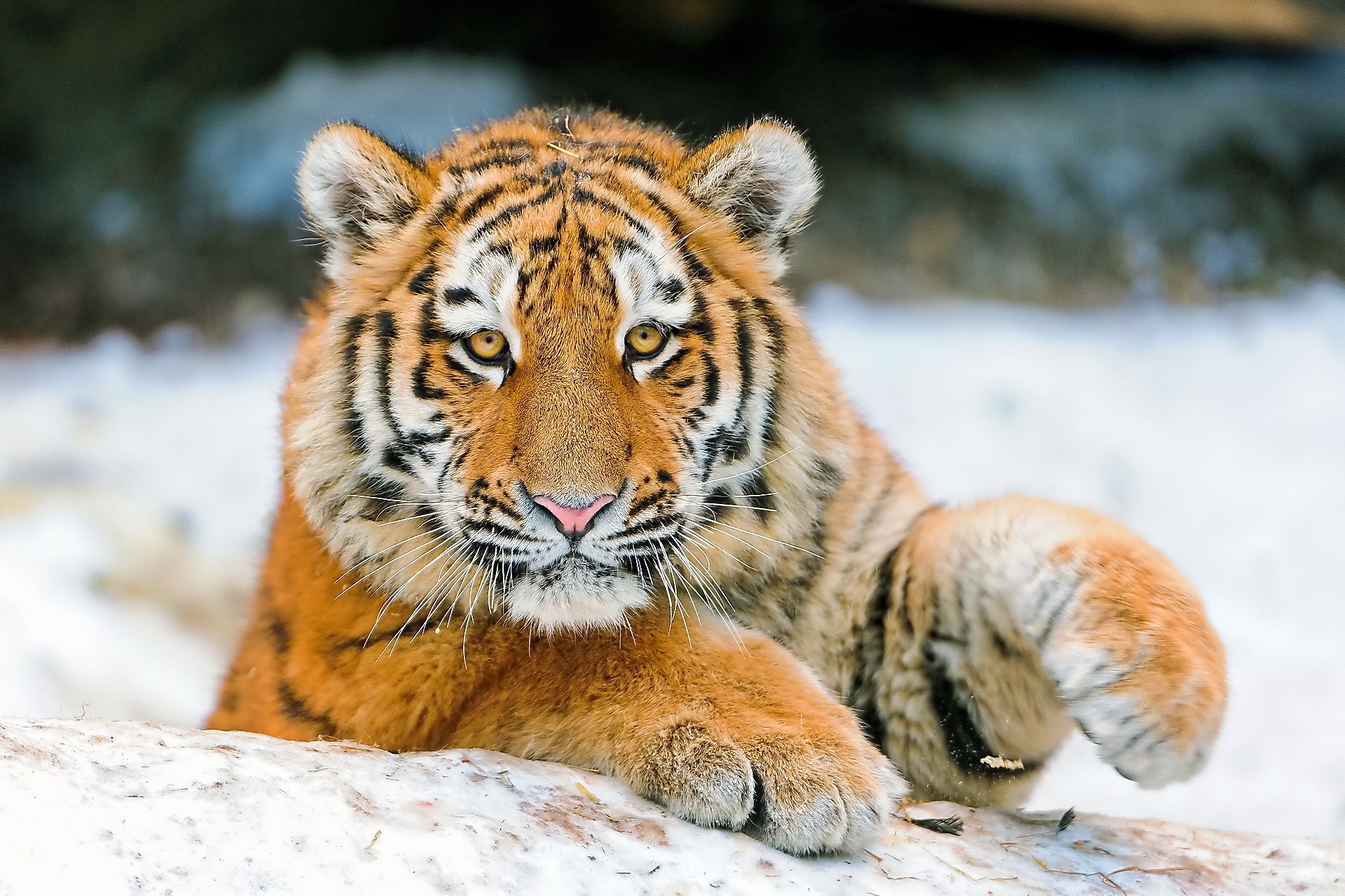 Tiger cub lying in the snow HD Wallpaper