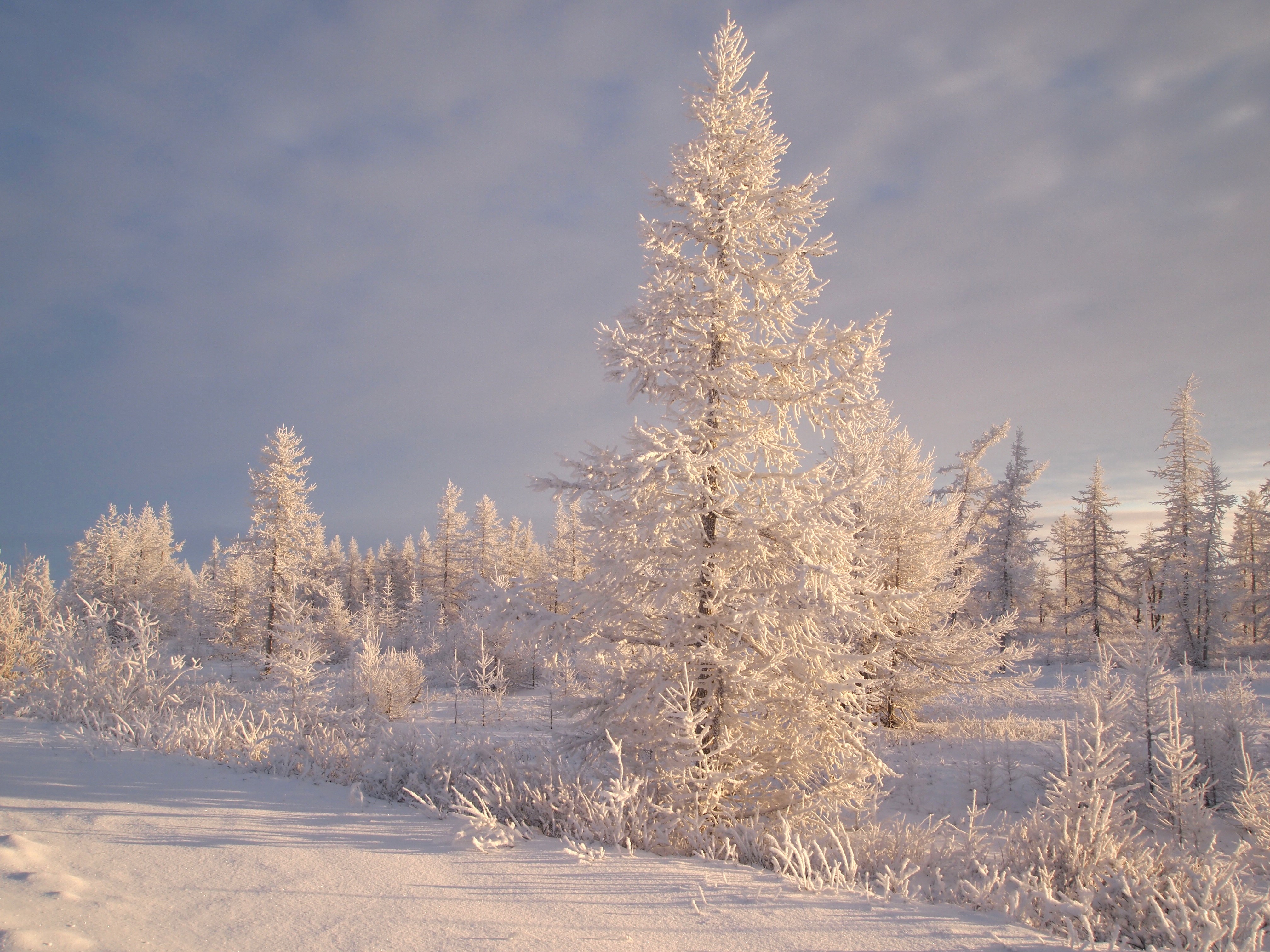 Winter forest covered in snow and frost HD Wallpaper