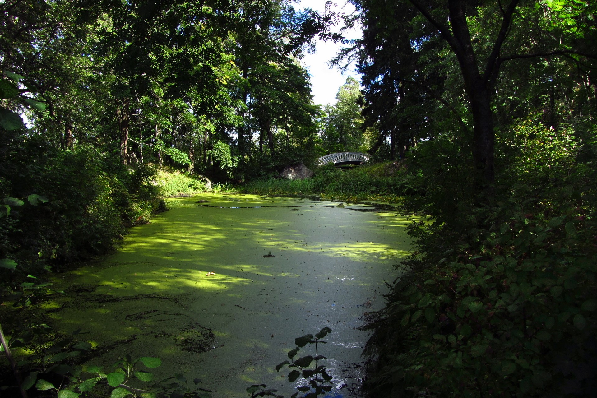 A pond covered in green algae with a bridge in the background HD Wallpaper