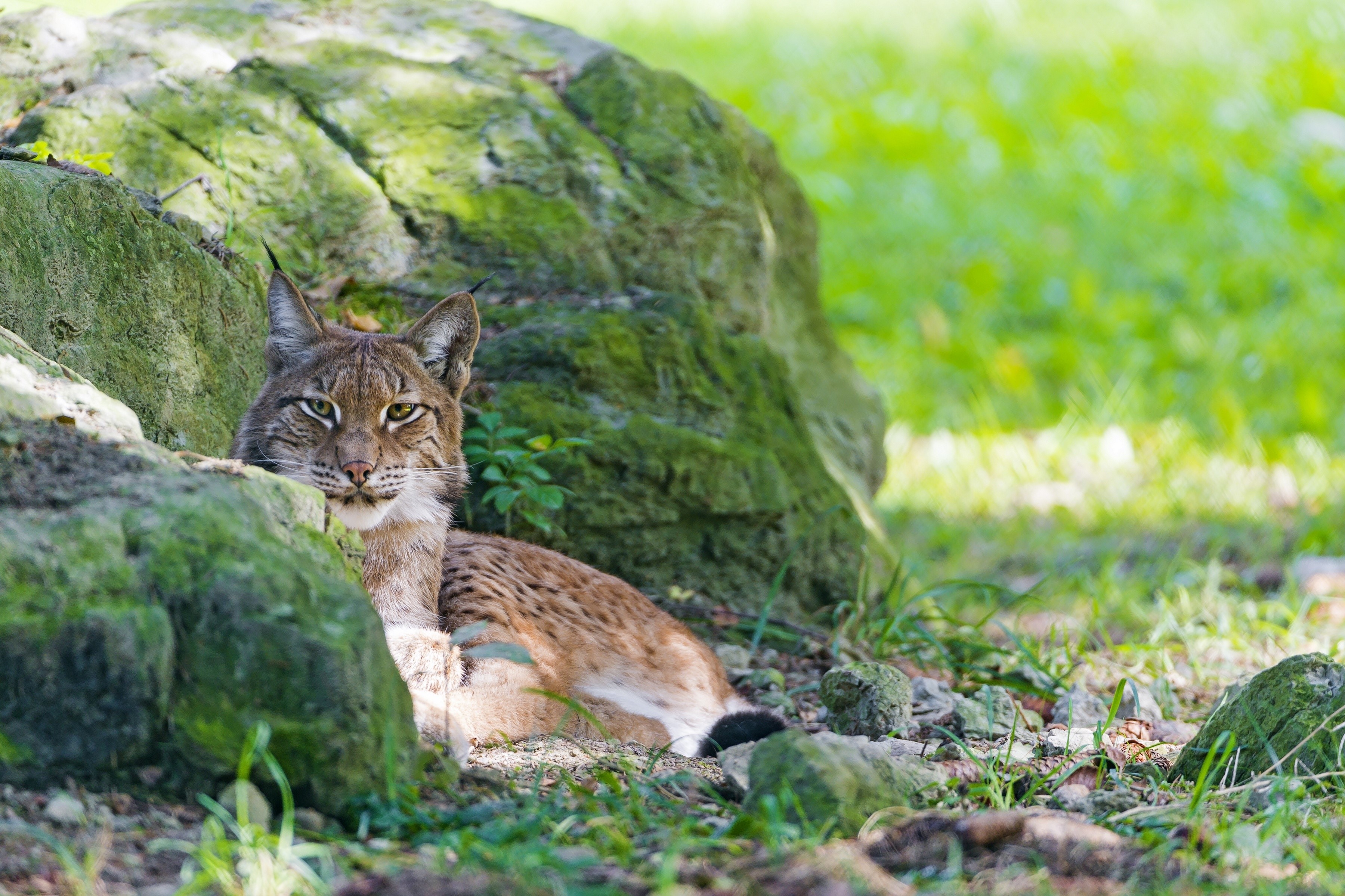 Lynx resting near mossy rocks HD Wallpaper