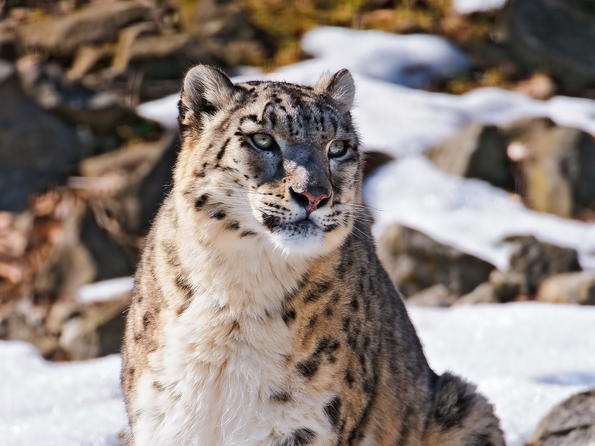 Snow leopard looking to the side in a snowy environment HD Wallpaper