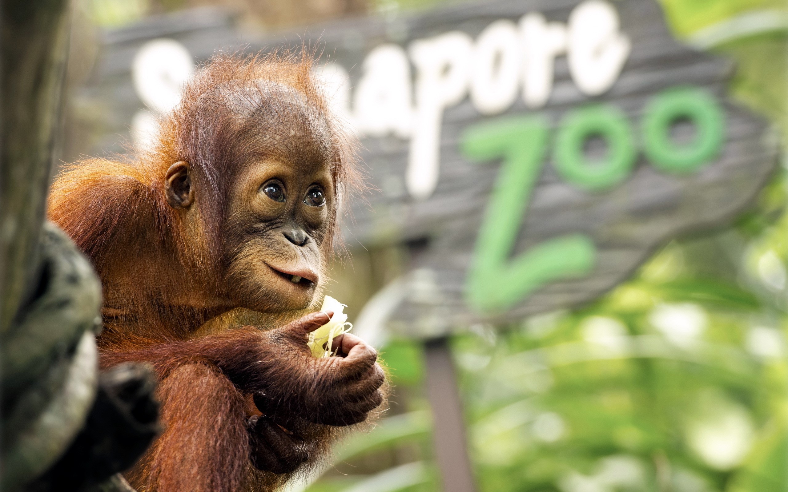 Orangutan at Singapore Zoo HD Wallpaper