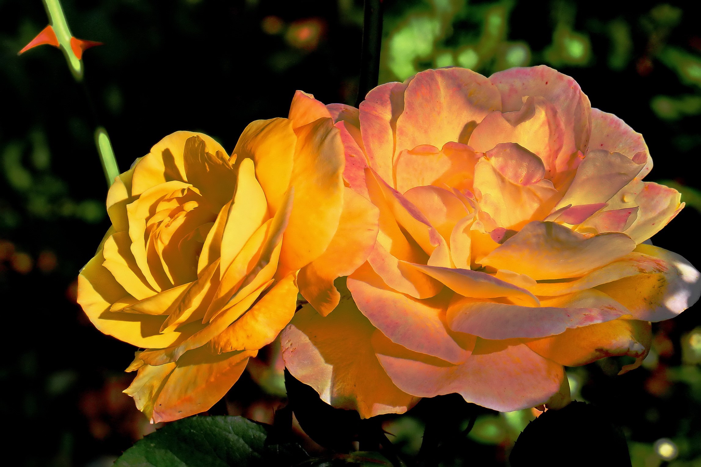 Two yellow and orange roses in sunlight HD Wallpaper