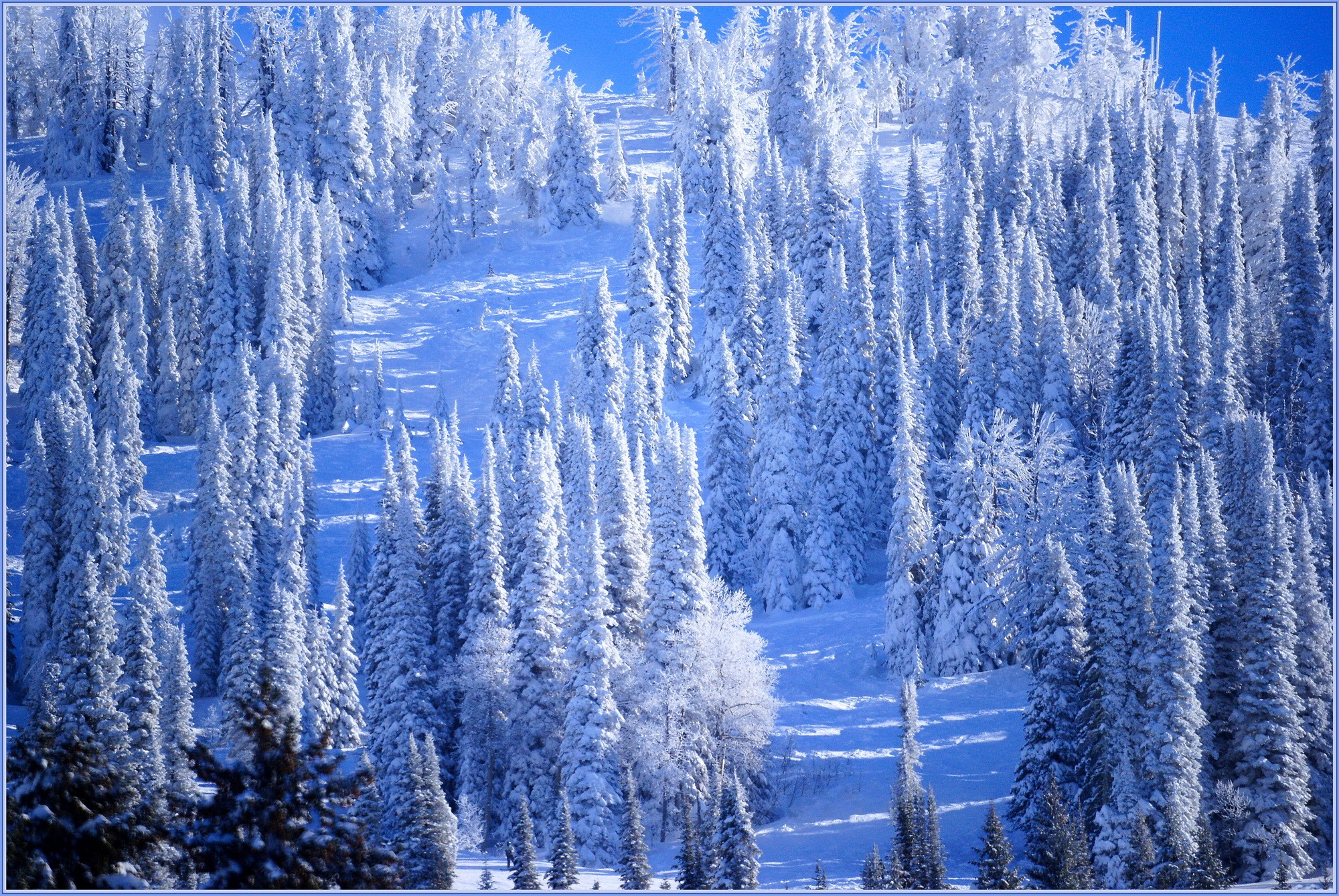 Snow-covered evergreen forest on a mountain slope HD Wallpaper