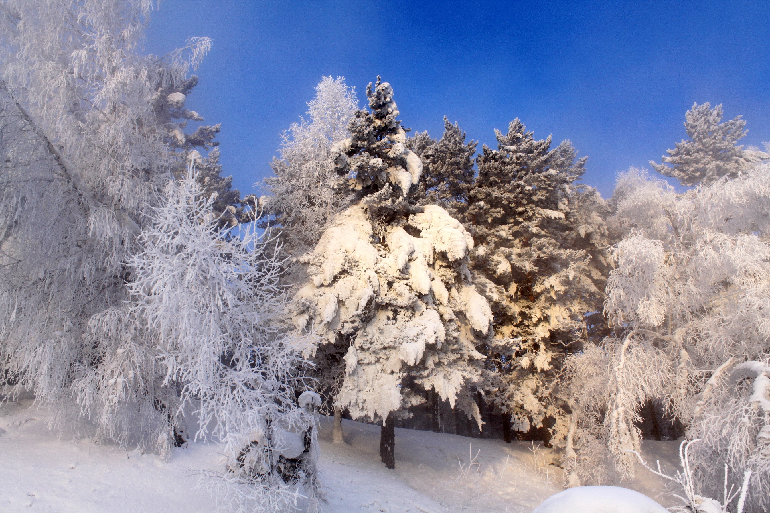 Snow-covered trees under a bright blue sky HD Wallpaper