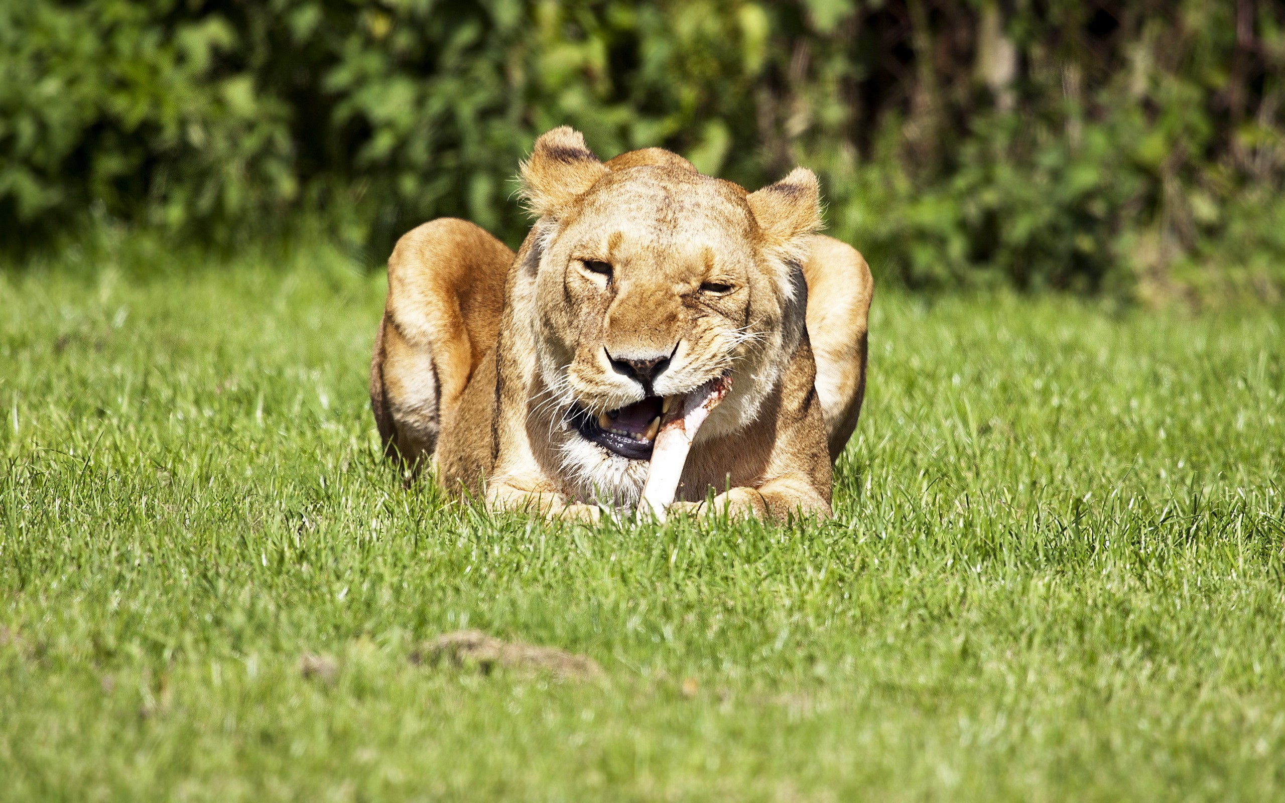 Lioness eating meat on grass HD Wallpaper